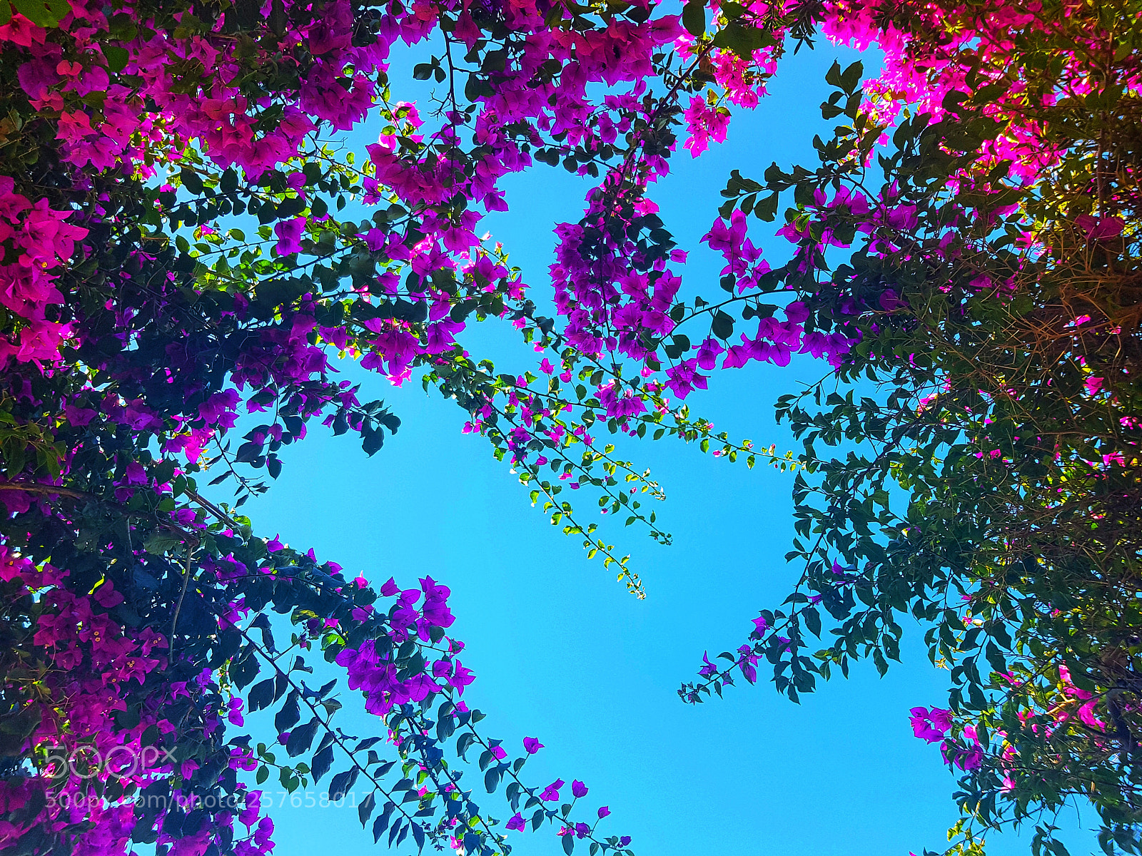 Samsung Galaxy S8 sample photo. Sky bloom photography