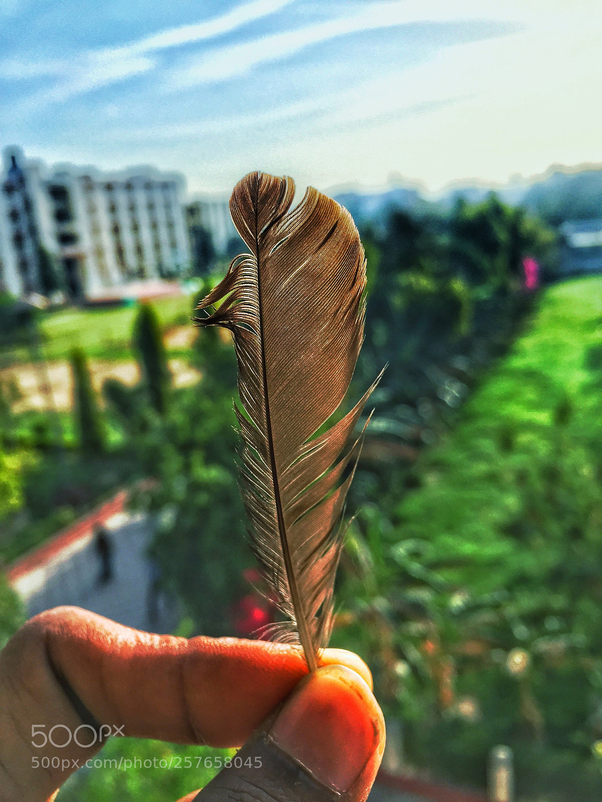 Apple iPhone 6 sample photo. Bird wing iphone shot photography