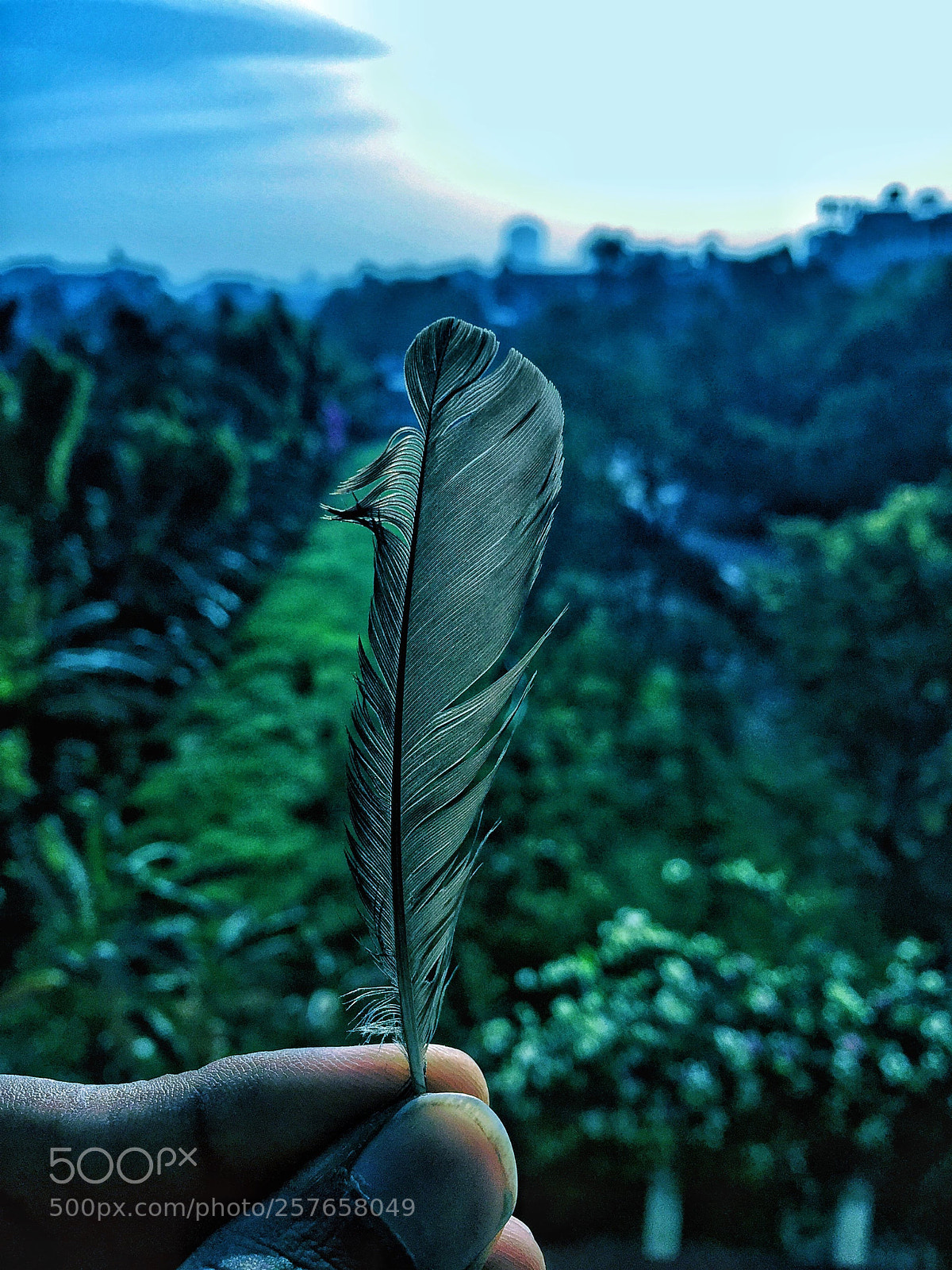 Apple iPhone 6 sample photo. Bird wing photography