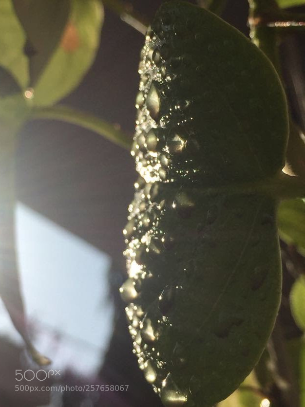 Apple iPhone 6 sample photo. Leaf and water droplets photography