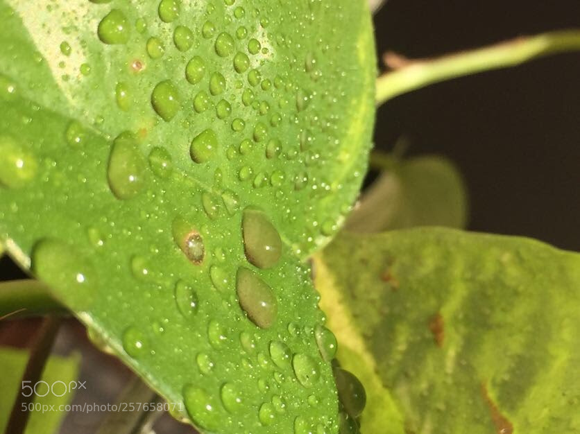 Apple iPhone 6 sample photo. Water droplets photography