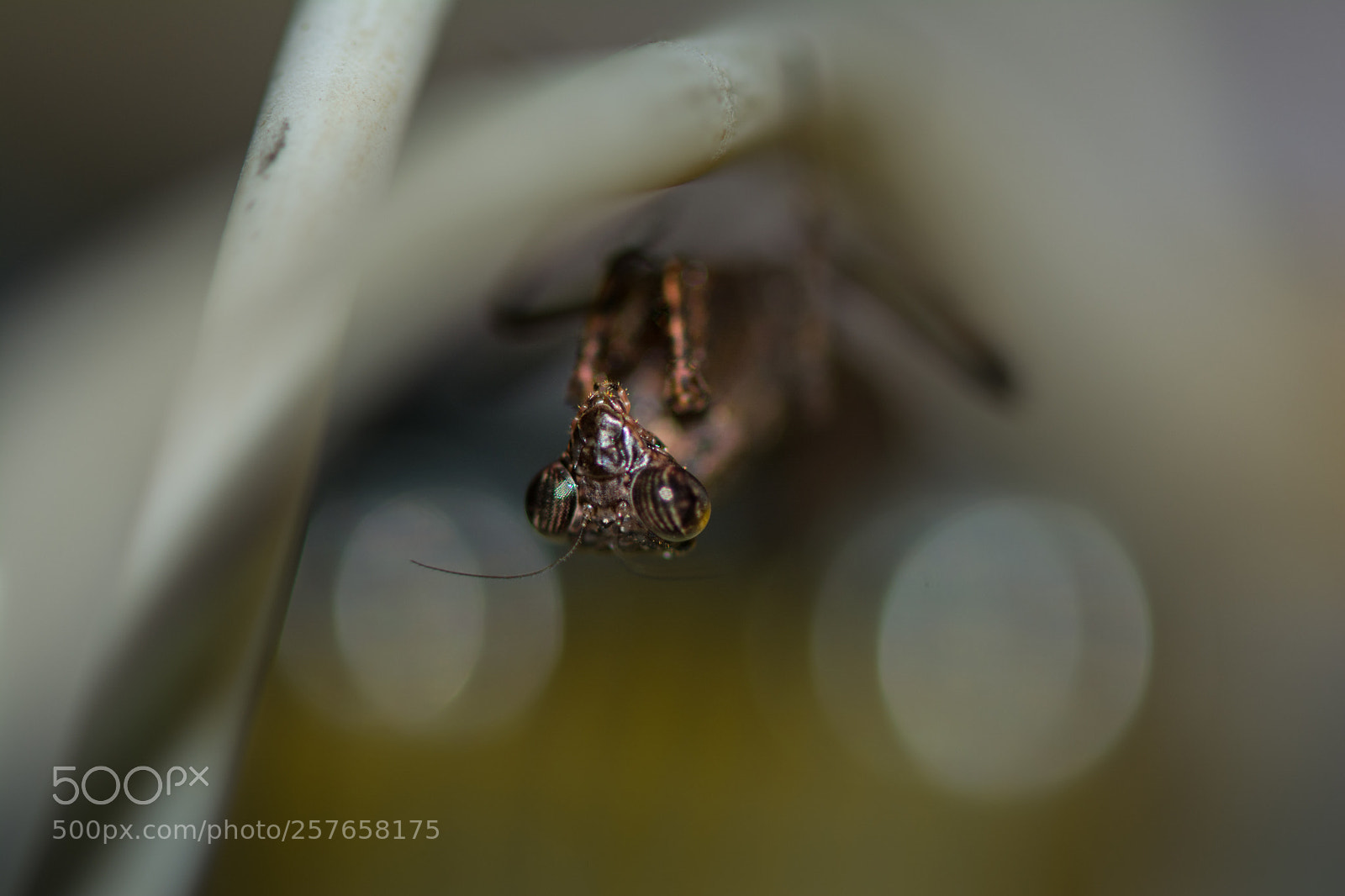 Nikon D5200 sample photo. A patient mantis photography