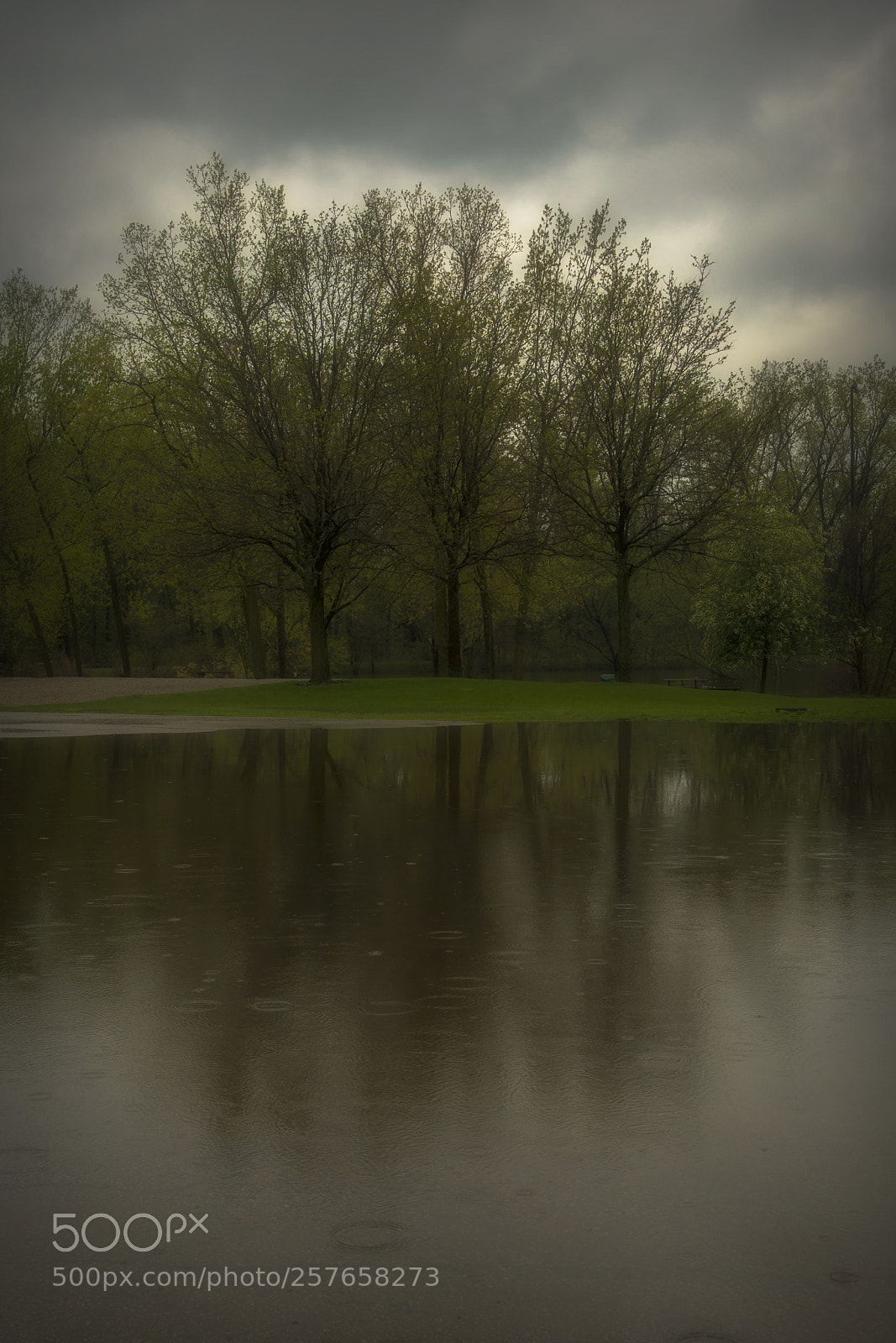 Nikon D500 sample photo. Three trees. windsor, on. photography