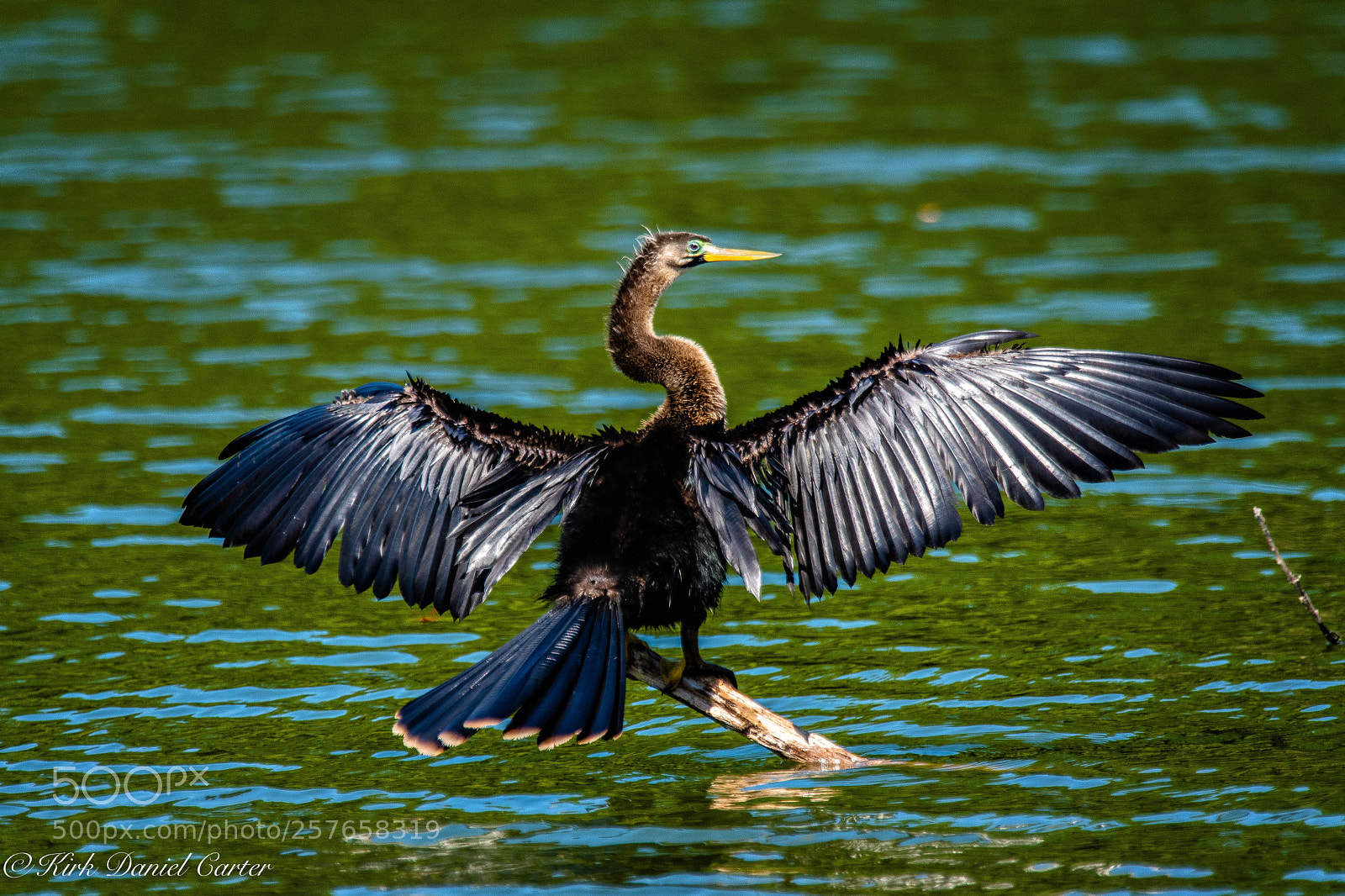 Nikon D500 sample photo. Anhinga wing stretch  photography