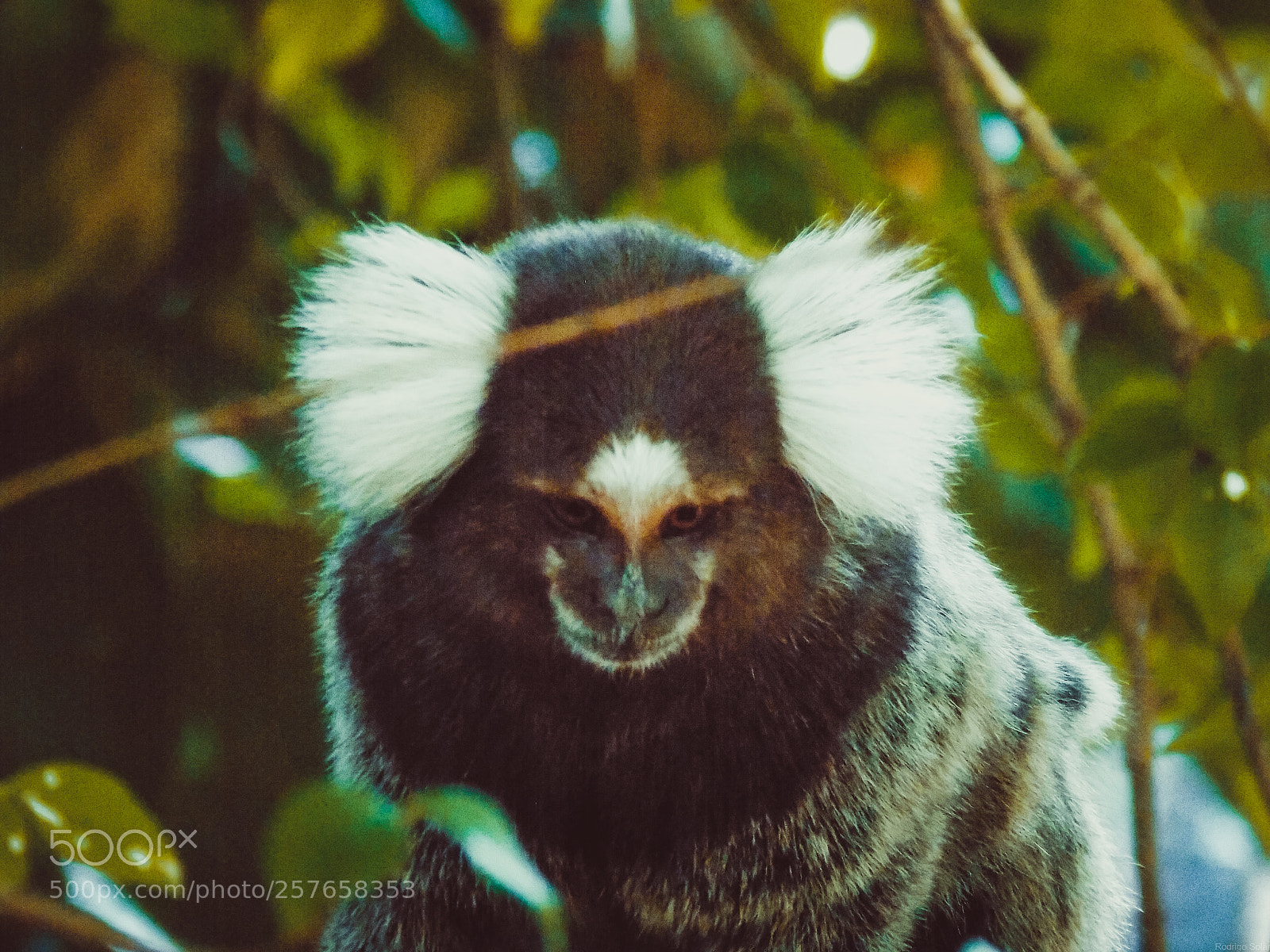Nikon COOLPIX L330 sample photo. Marmoset - olinda pernambuco photography