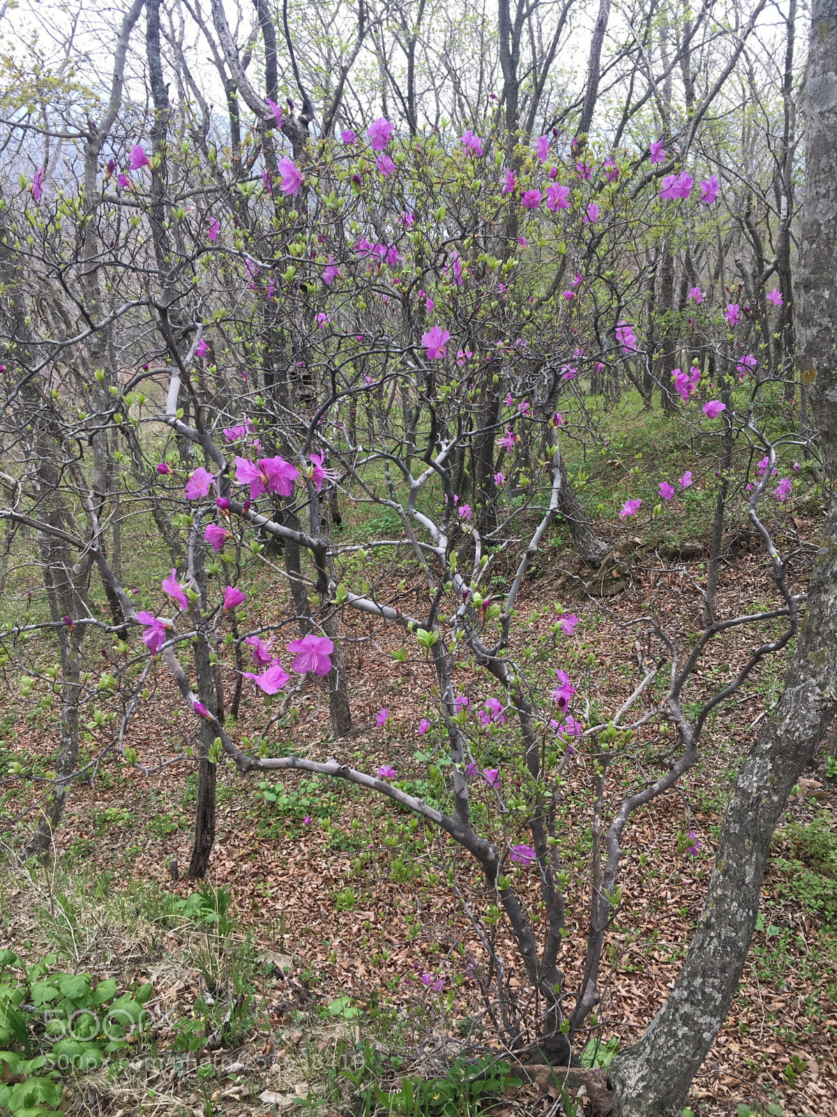Apple iPhone 6s sample photo. Spring in the forest photography