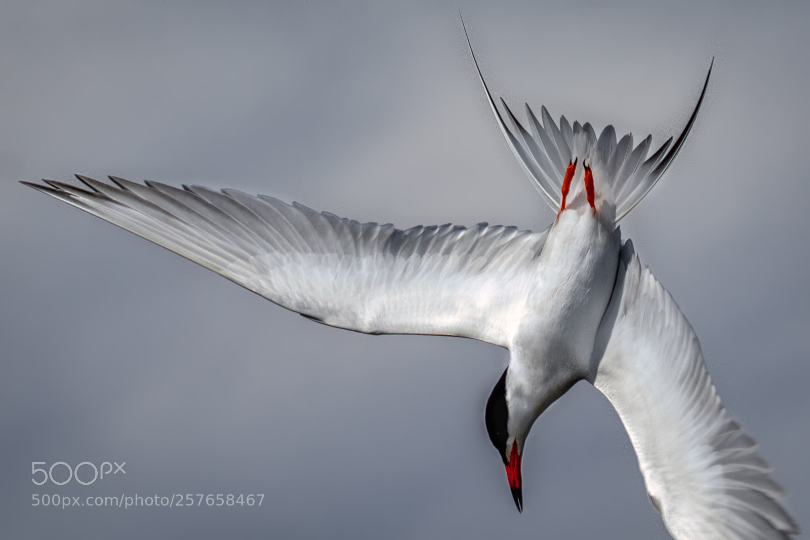 Canon EOS 7D Mark II sample photo. The tail and the photography