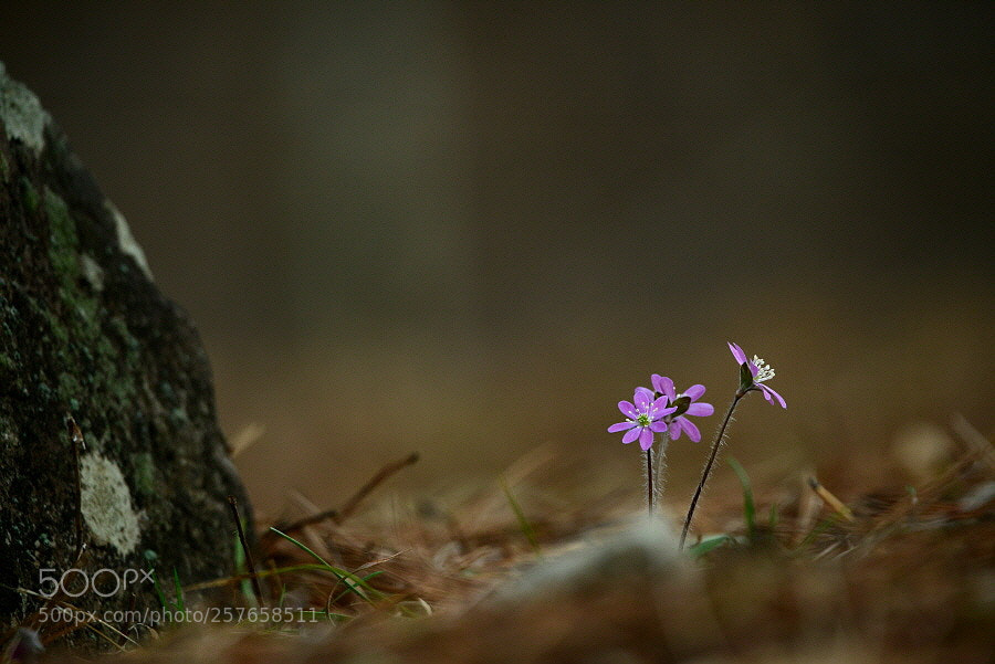 Nikon D800 sample photo. Angel in earth. photography