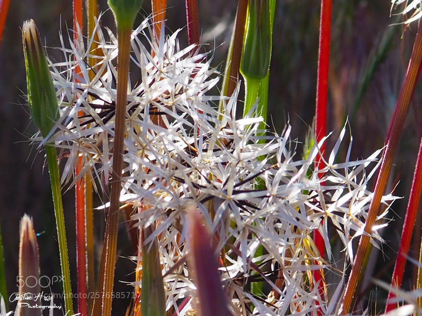 Olympus PEN-F sample photo. Silver puffs photography