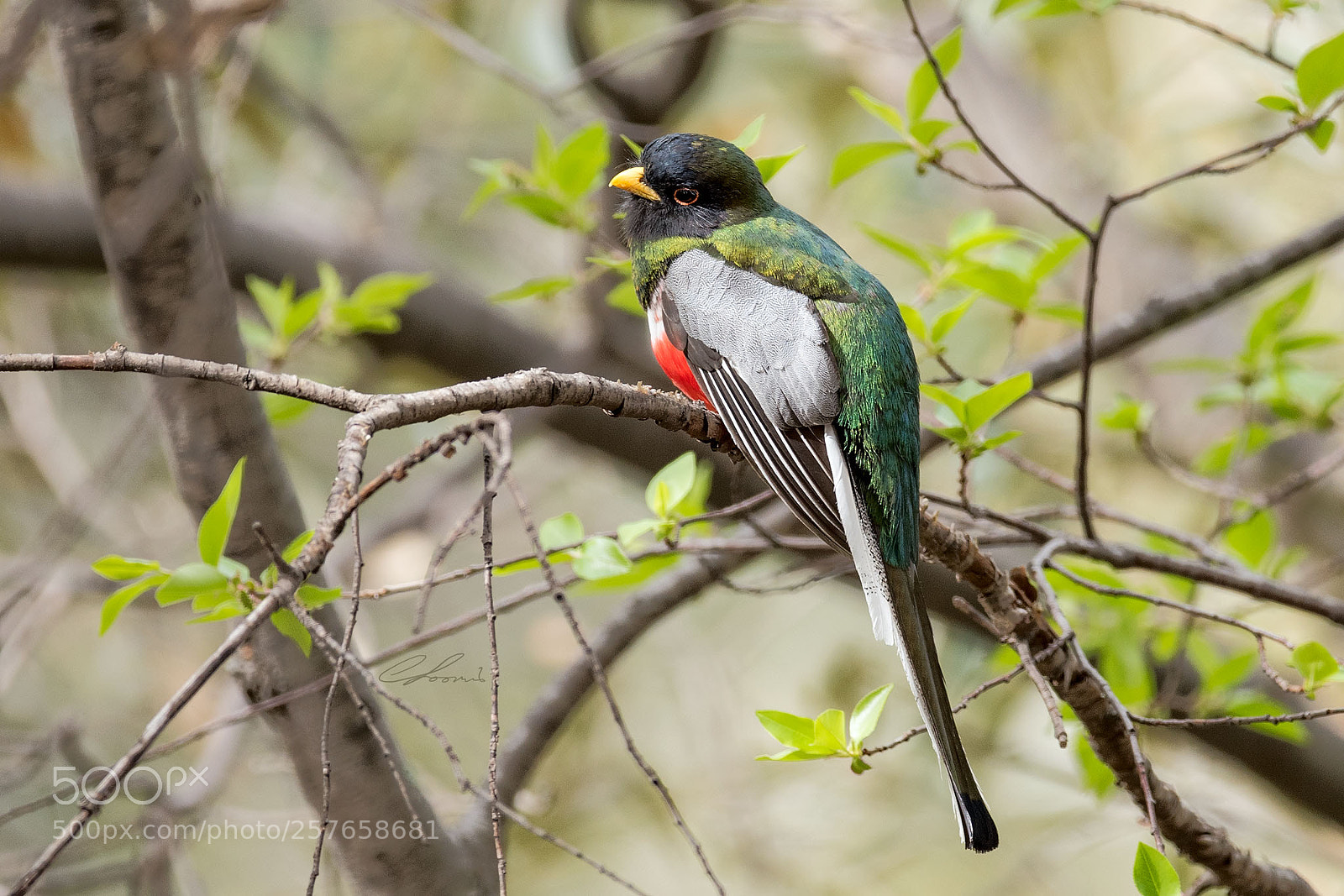 Nikon D810 sample photo. Trogon pondering next move photography