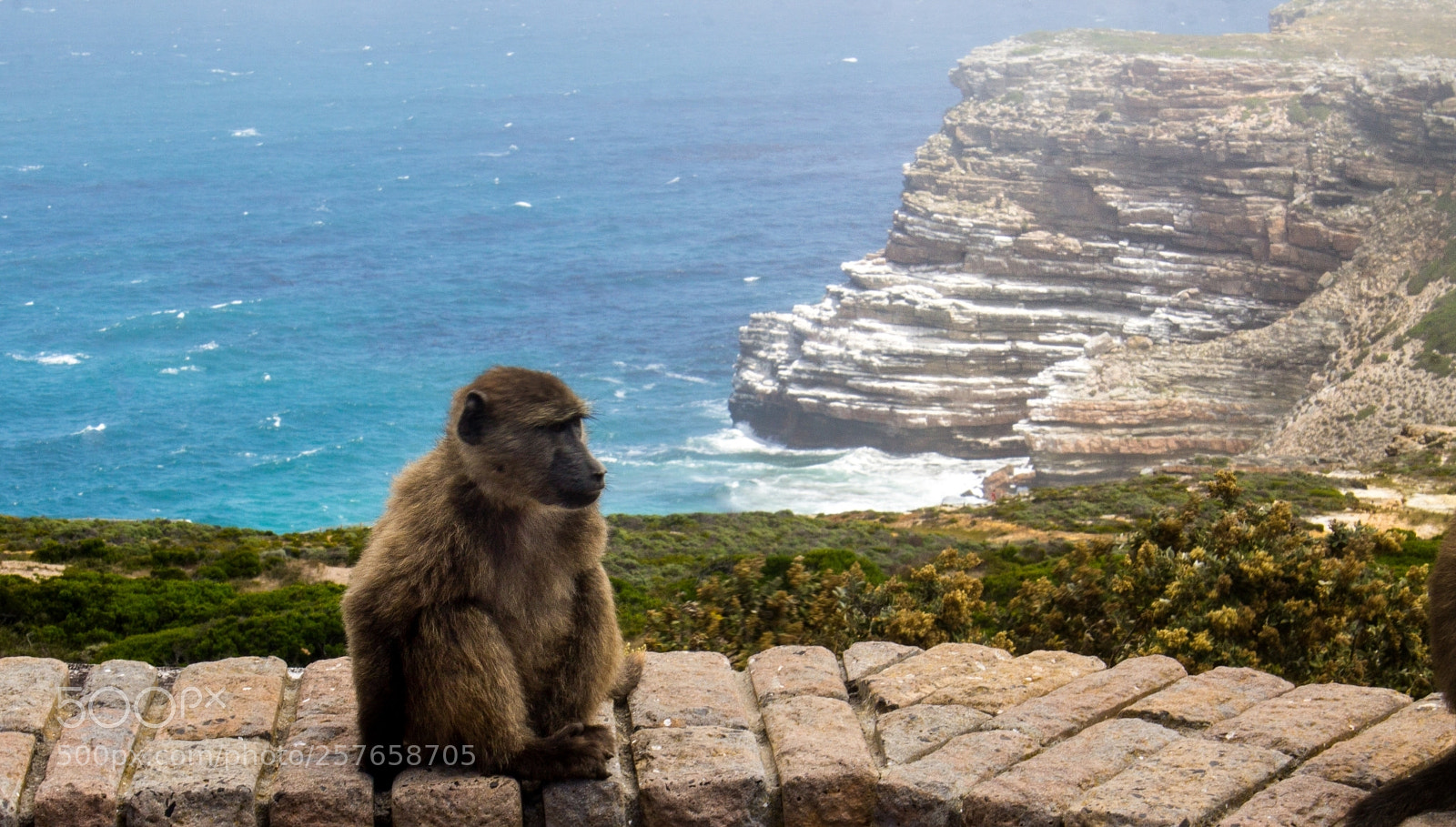 Canon EOS 1100D (EOS Rebel T3 / EOS Kiss X50) sample photo. Crazy baboons photography