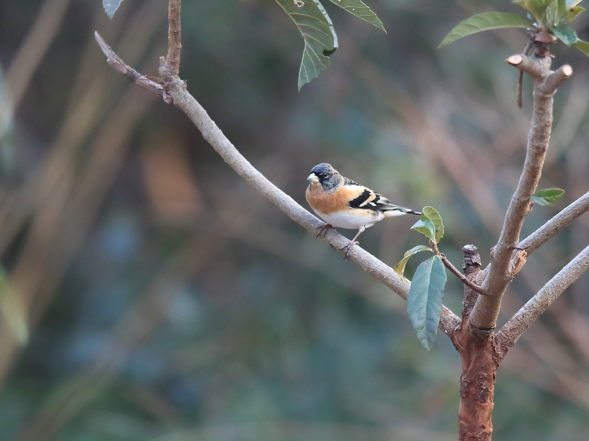 Canon EF 400mm F2.8L IS II USM sample photo. アトリ brambling photography