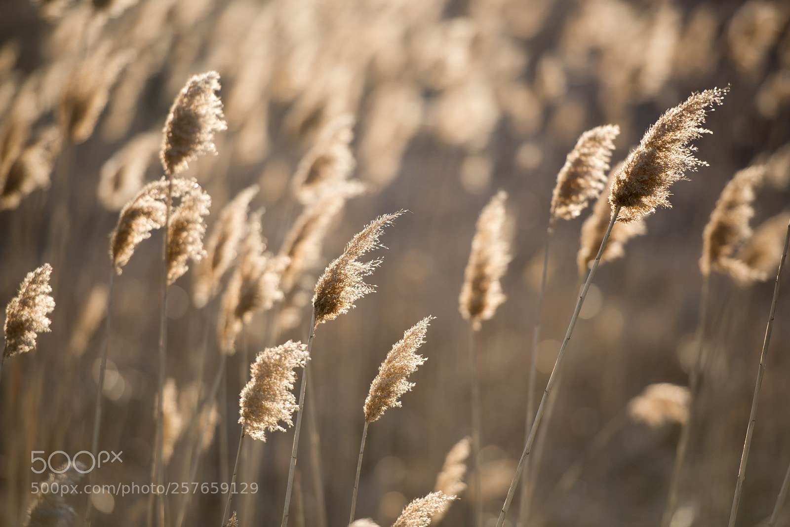 Nikon D810 sample photo. Sunlight photography