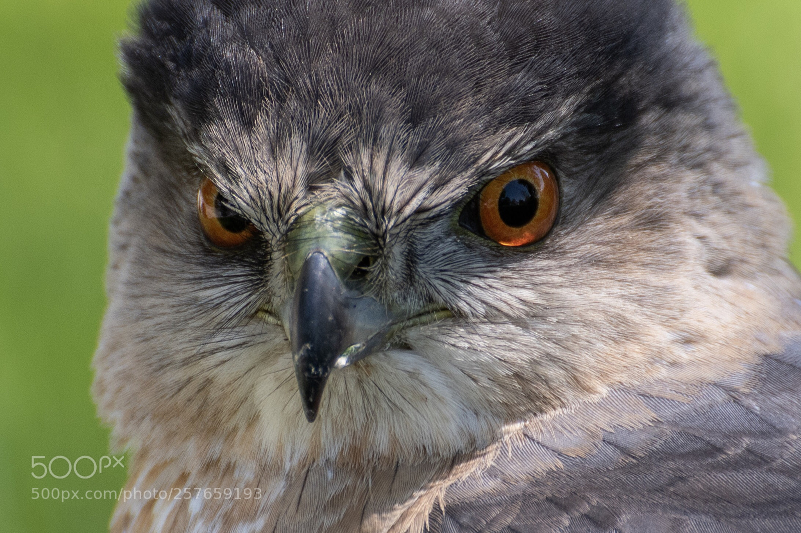 Nikon D7500 sample photo. Coopers hawk stare photography