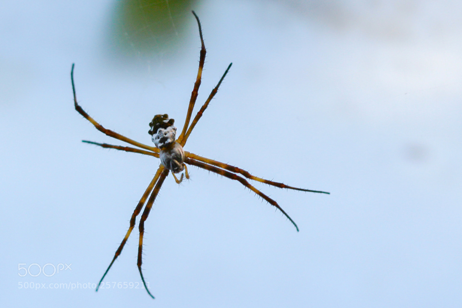 Canon EOS 1200D (EOS Rebel T5 / EOS Kiss X70 / EOS Hi) sample photo. Spider photography
