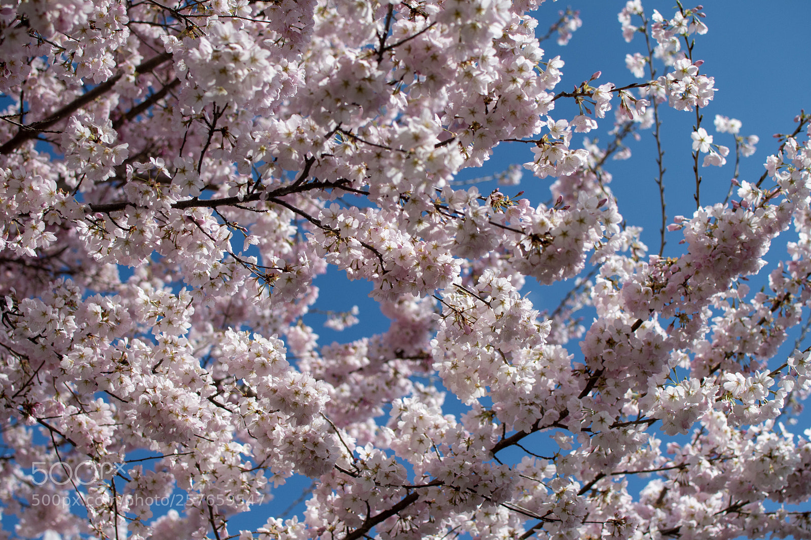 Nikon D7500 sample photo. Cherry blossoms photography