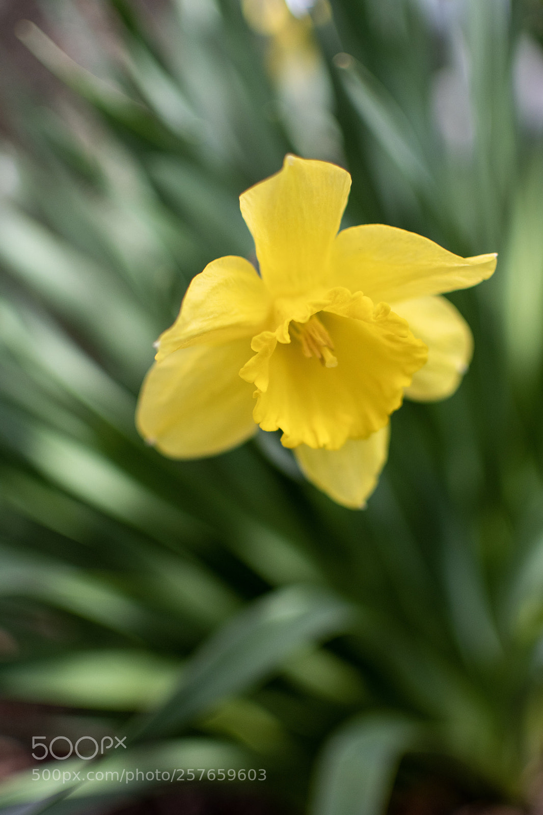 Nikon D7500 sample photo. Daffodil photography