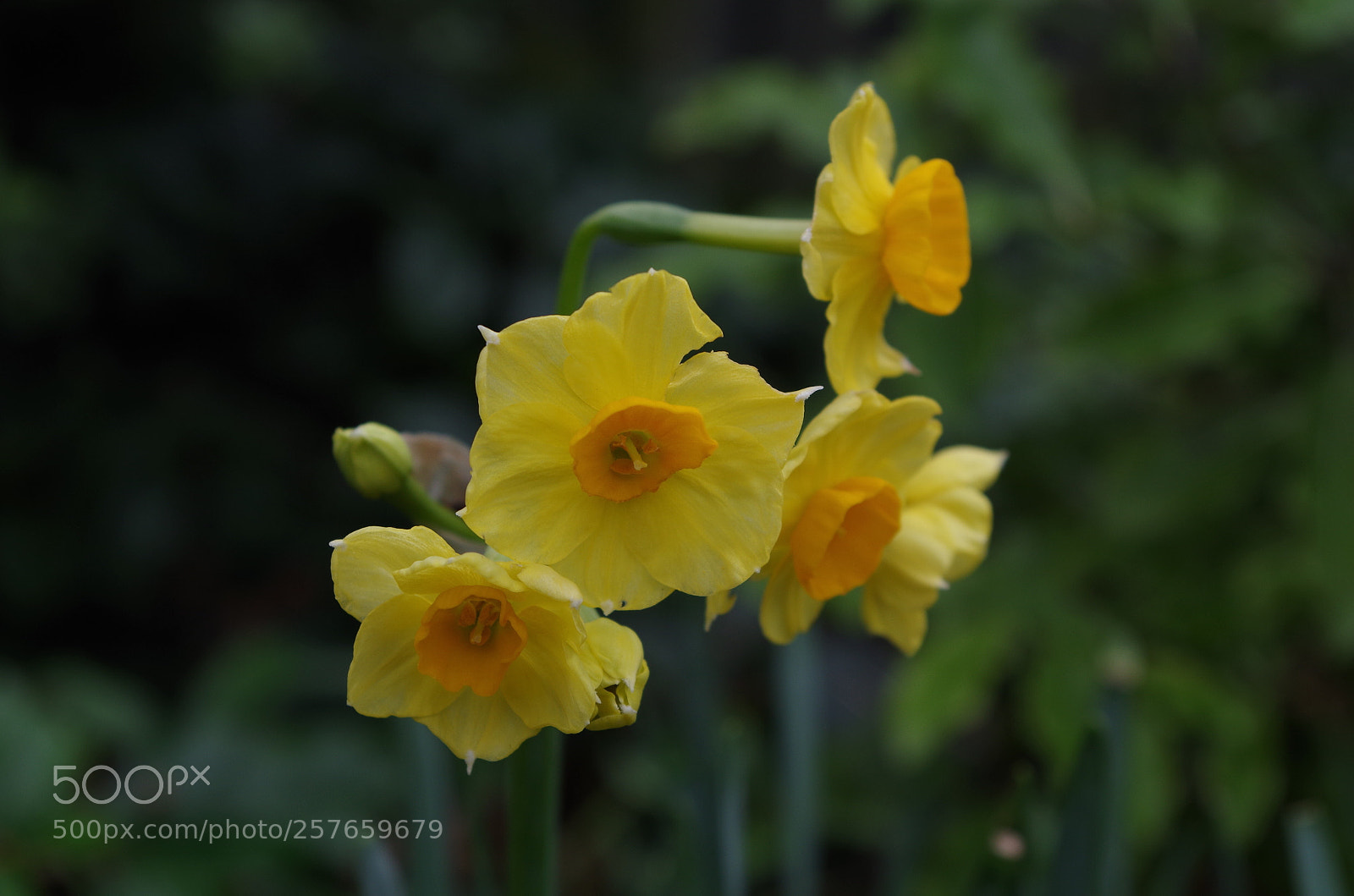 Pentax K-50 sample photo. New life form photography