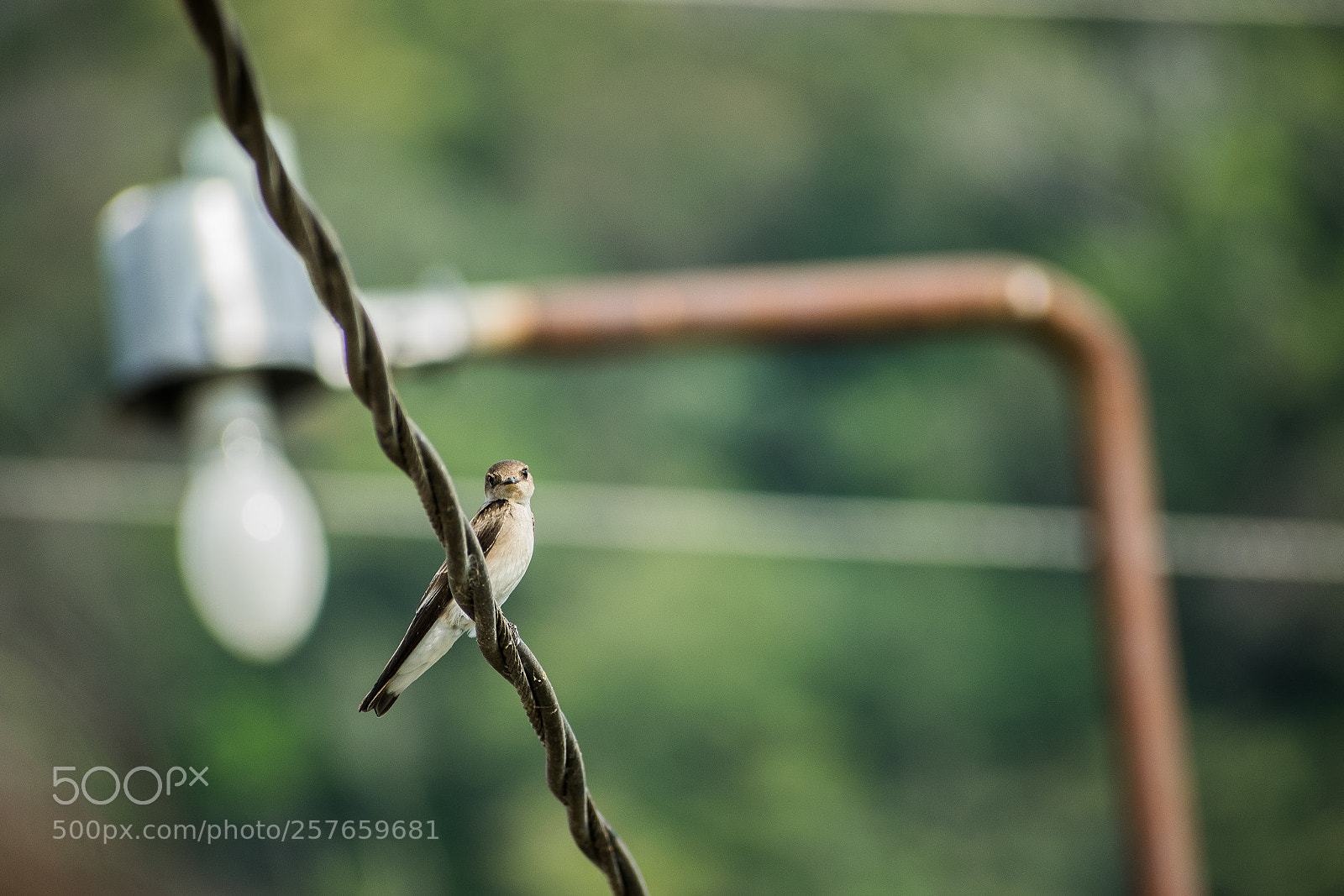 Nikon D5300 sample photo. A little bird photography
