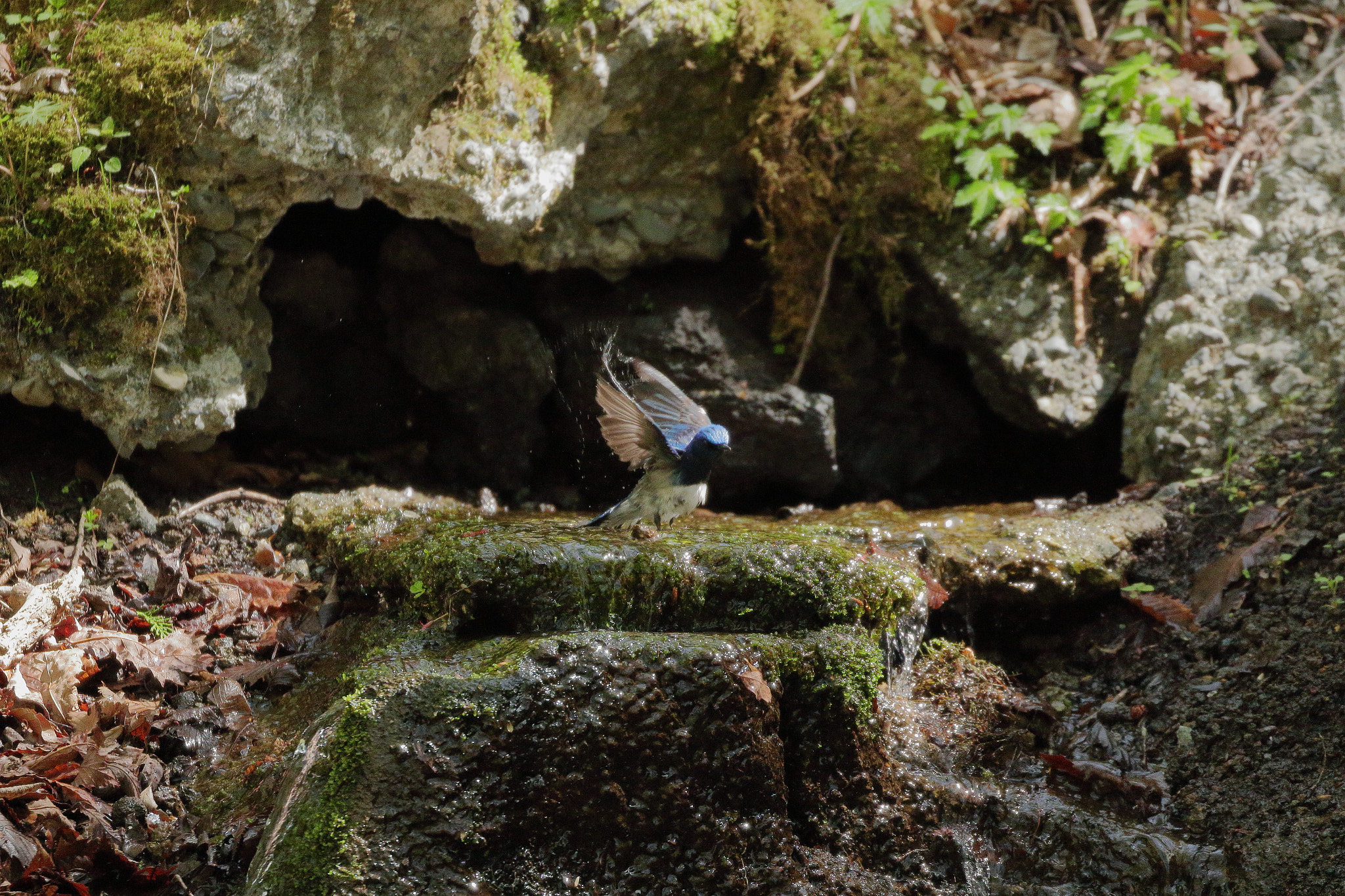 Canon EOS 7D Mark II sample photo. オオルリ 初見 7i2a9716 photography