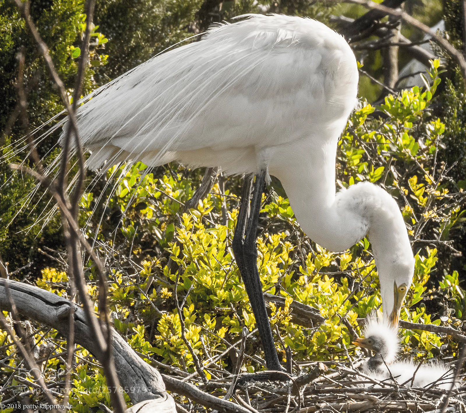 Nikon D7200 sample photo. Great egret with chick photography