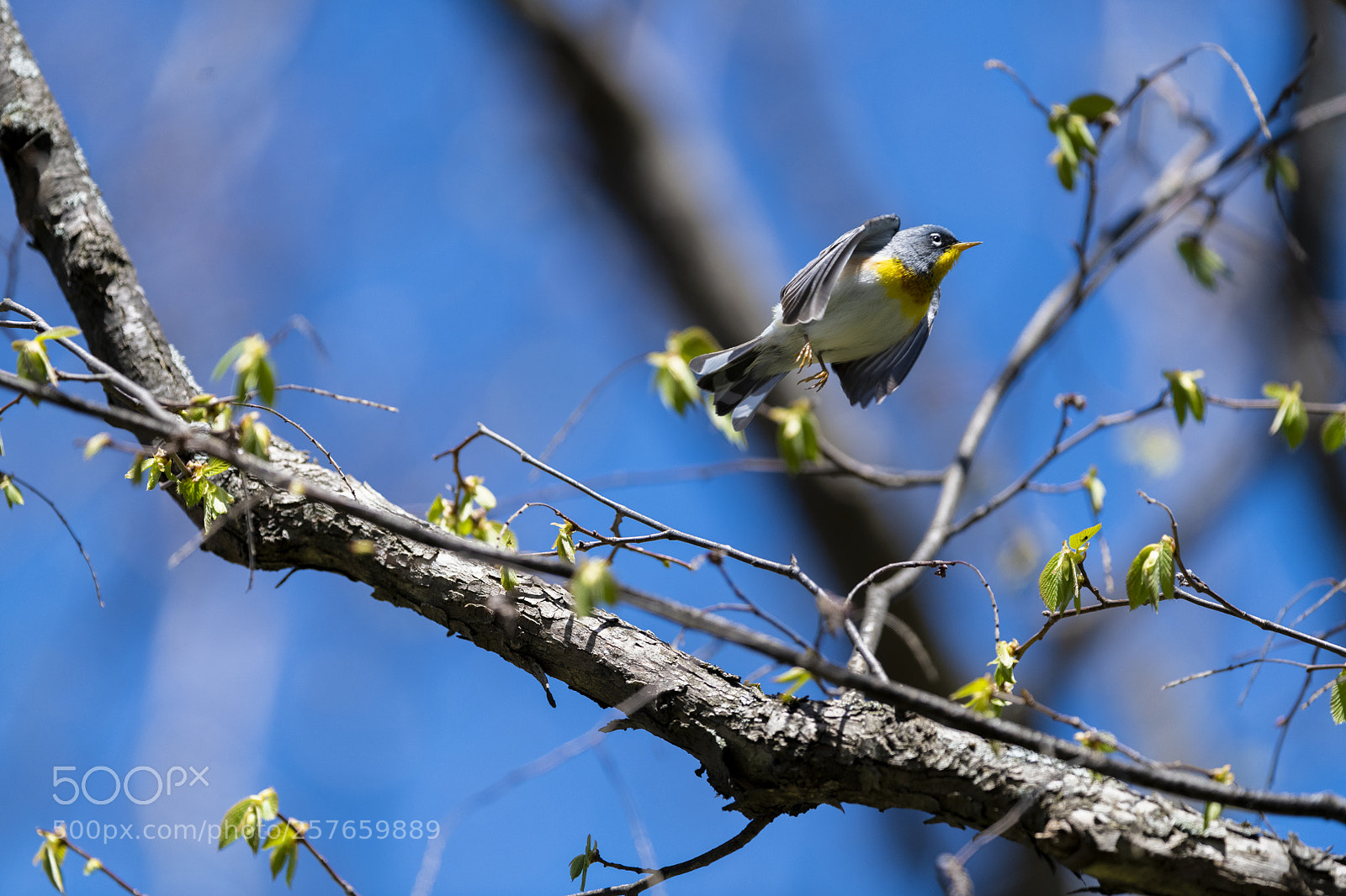Nikon D850 sample photo. Northern parula warbler photography