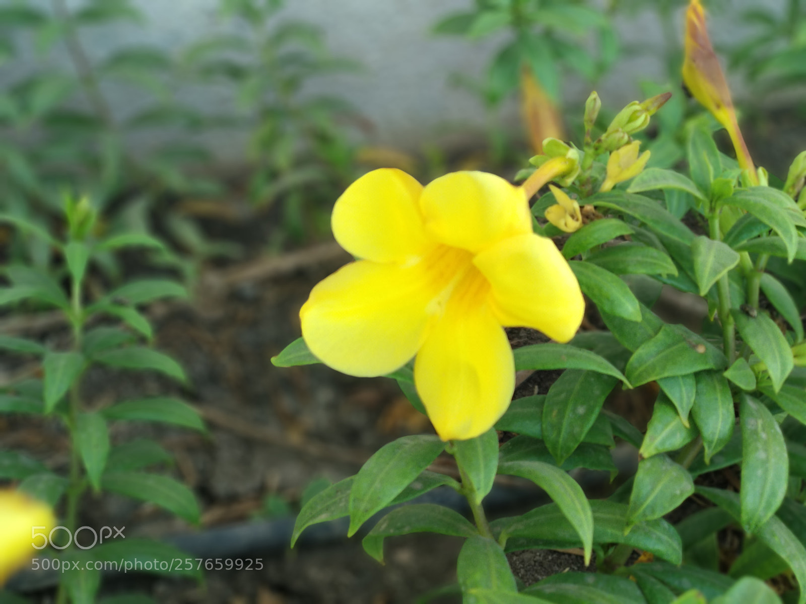 Xiaomi Mi A1 sample photo. Untitled photography