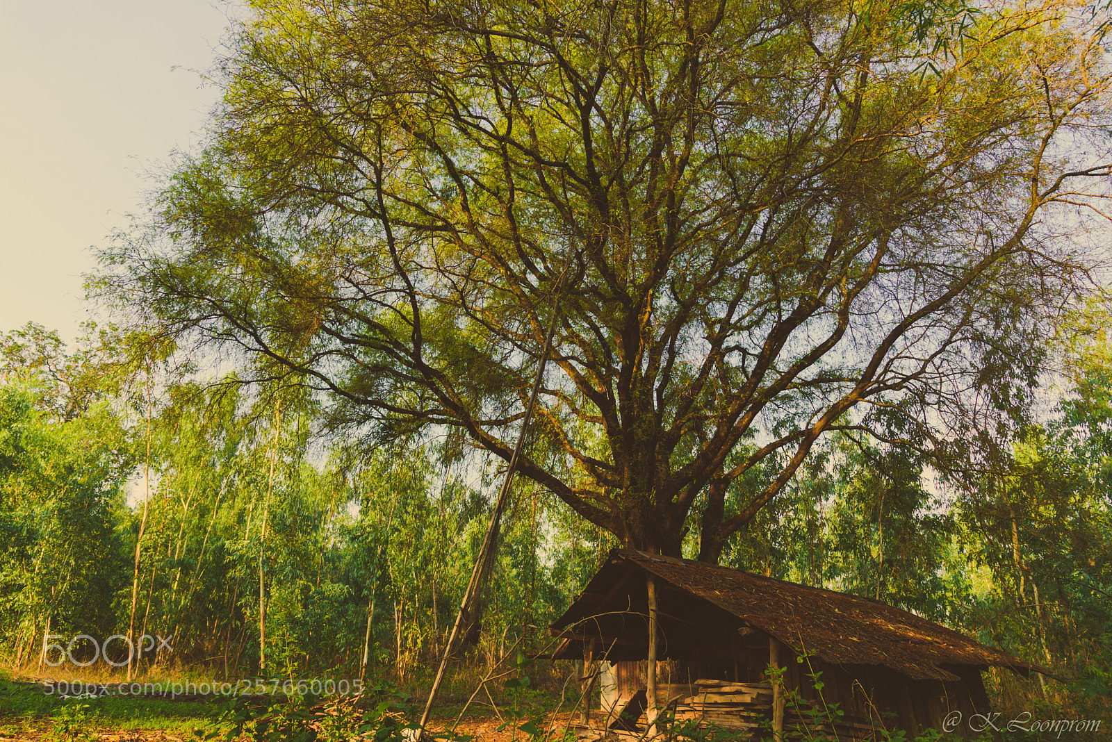 Nikon D750 sample photo. Big green tree and photography