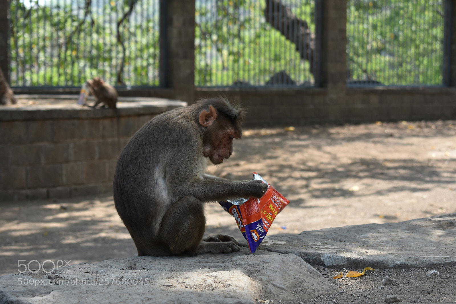 Nikon D3400 sample photo. Monkey photography