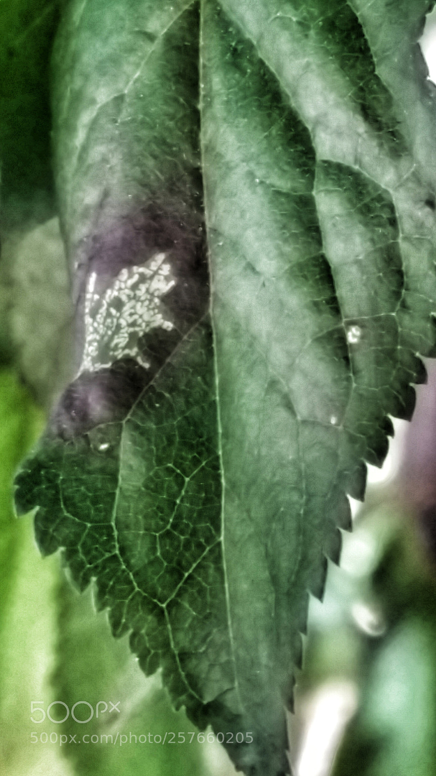 Samsung Galaxy Note4 sample photo. Leaf it alone photography