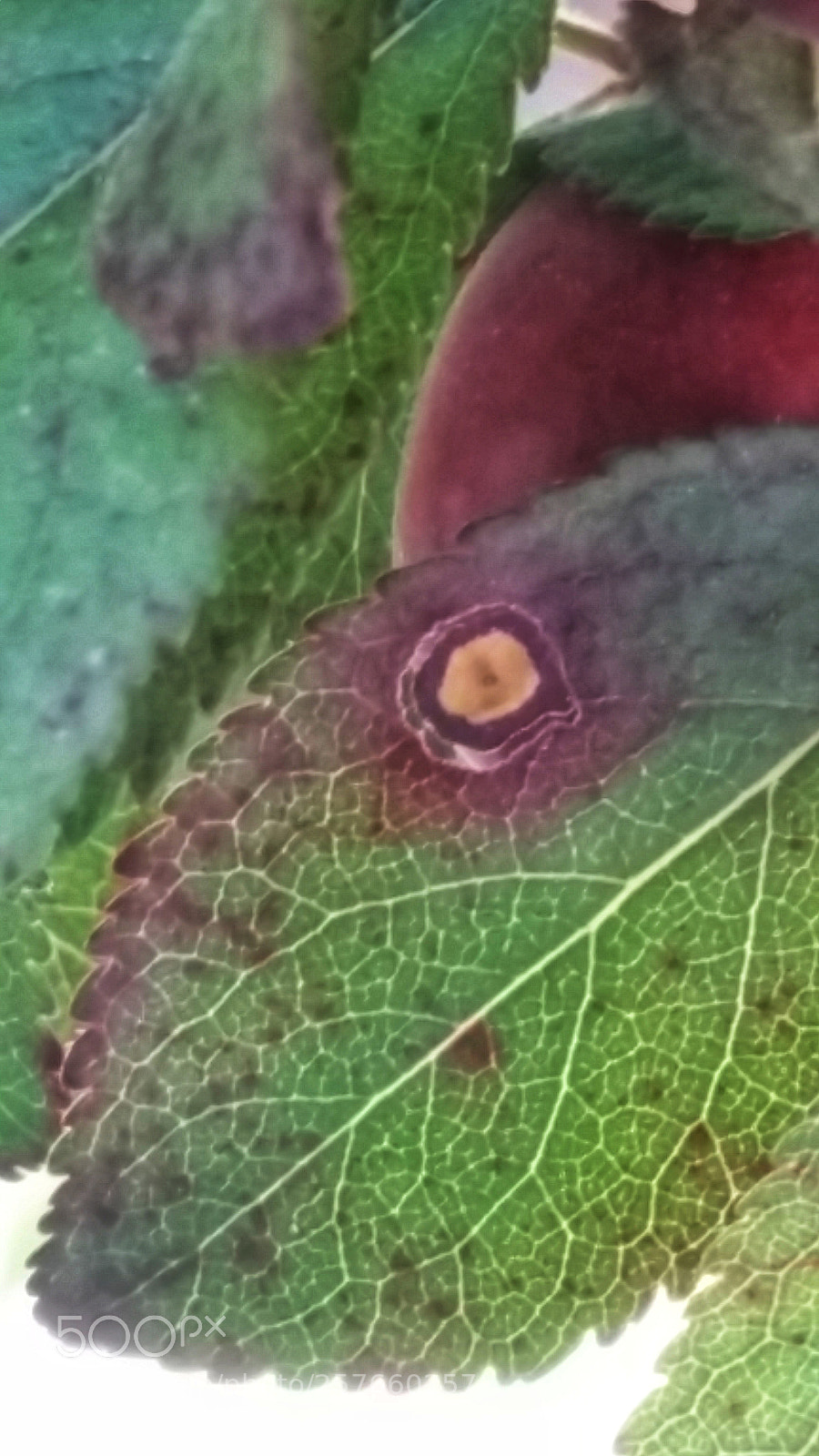 Samsung Galaxy Note4 sample photo. Plum leaves photography