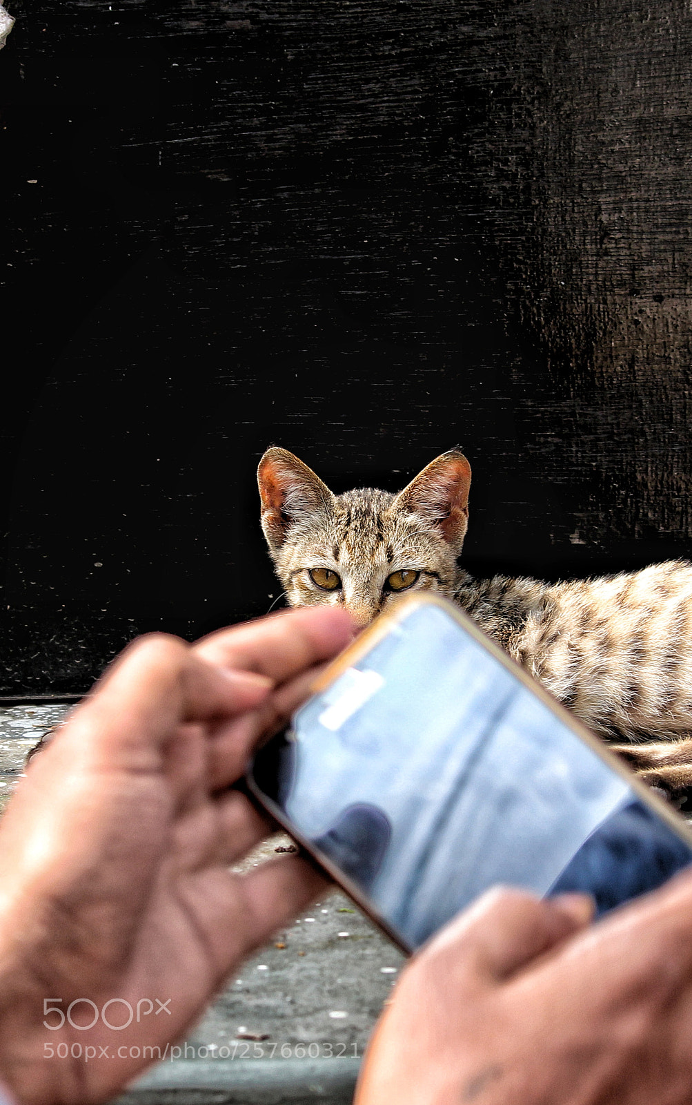 Canon EOS 700D (EOS Rebel T5i / EOS Kiss X7i) sample photo. Eyes... photography