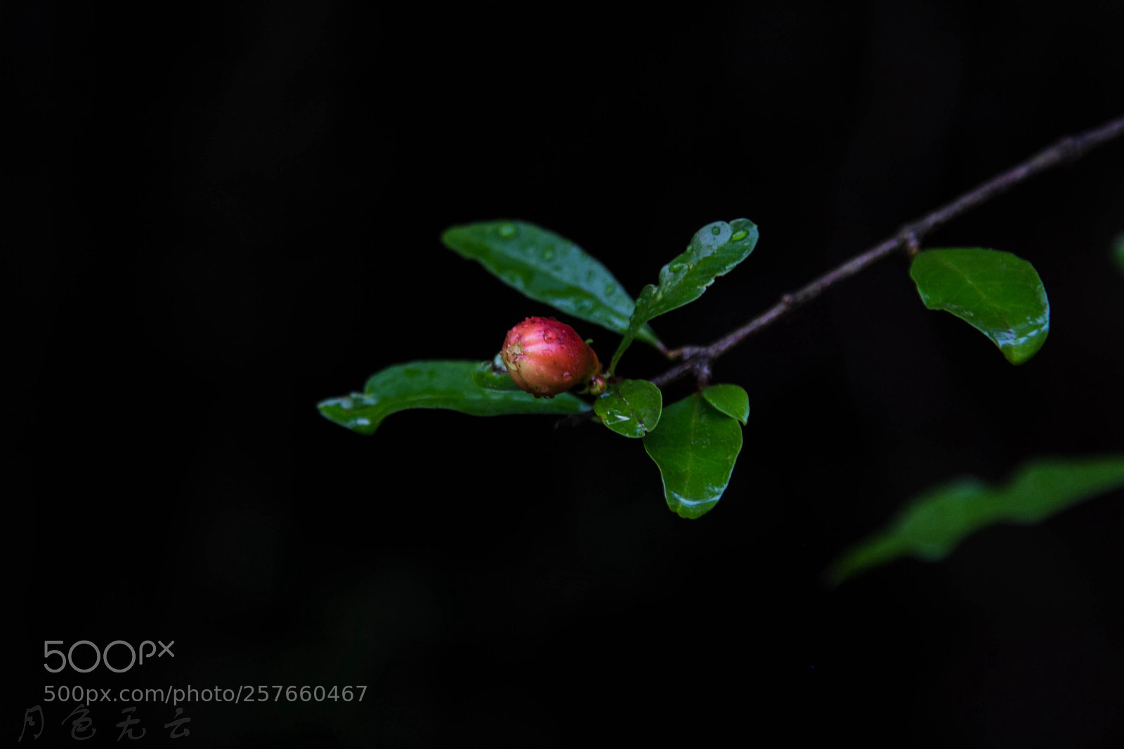 Canon EOS 60D sample photo. Untitled photography