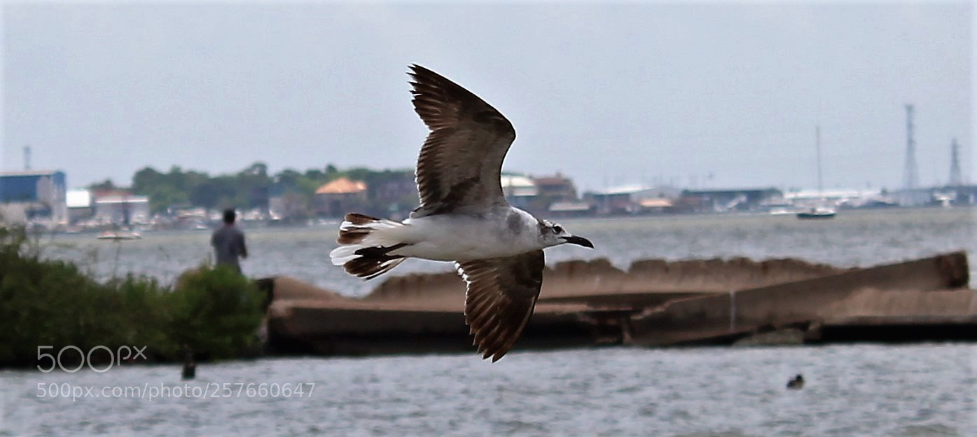 Canon EOS 1300D (EOS Rebel T6 / EOS Kiss X80) sample photo. Bay bird photography