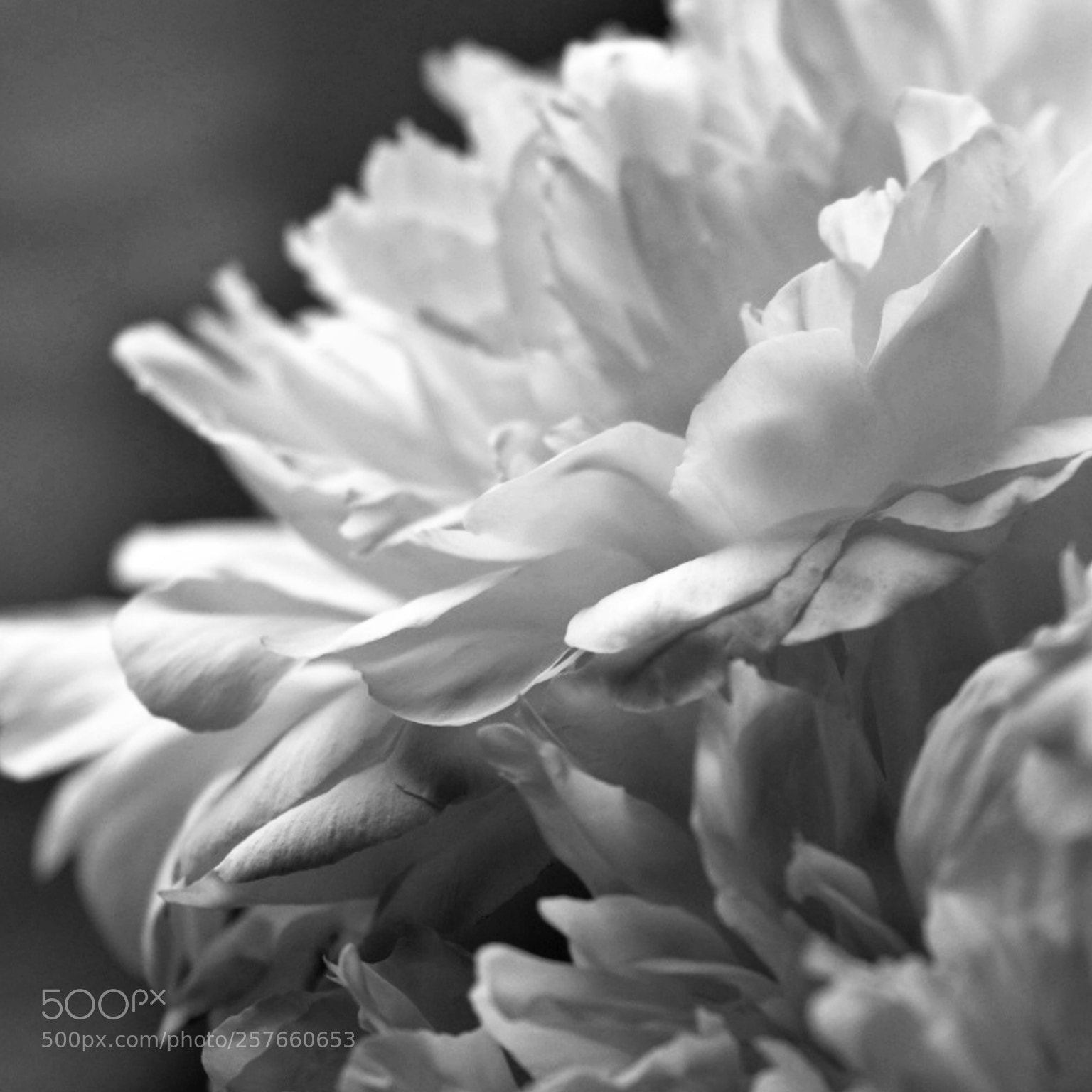 Fujifilm X-T2 sample photo. Untitled photography