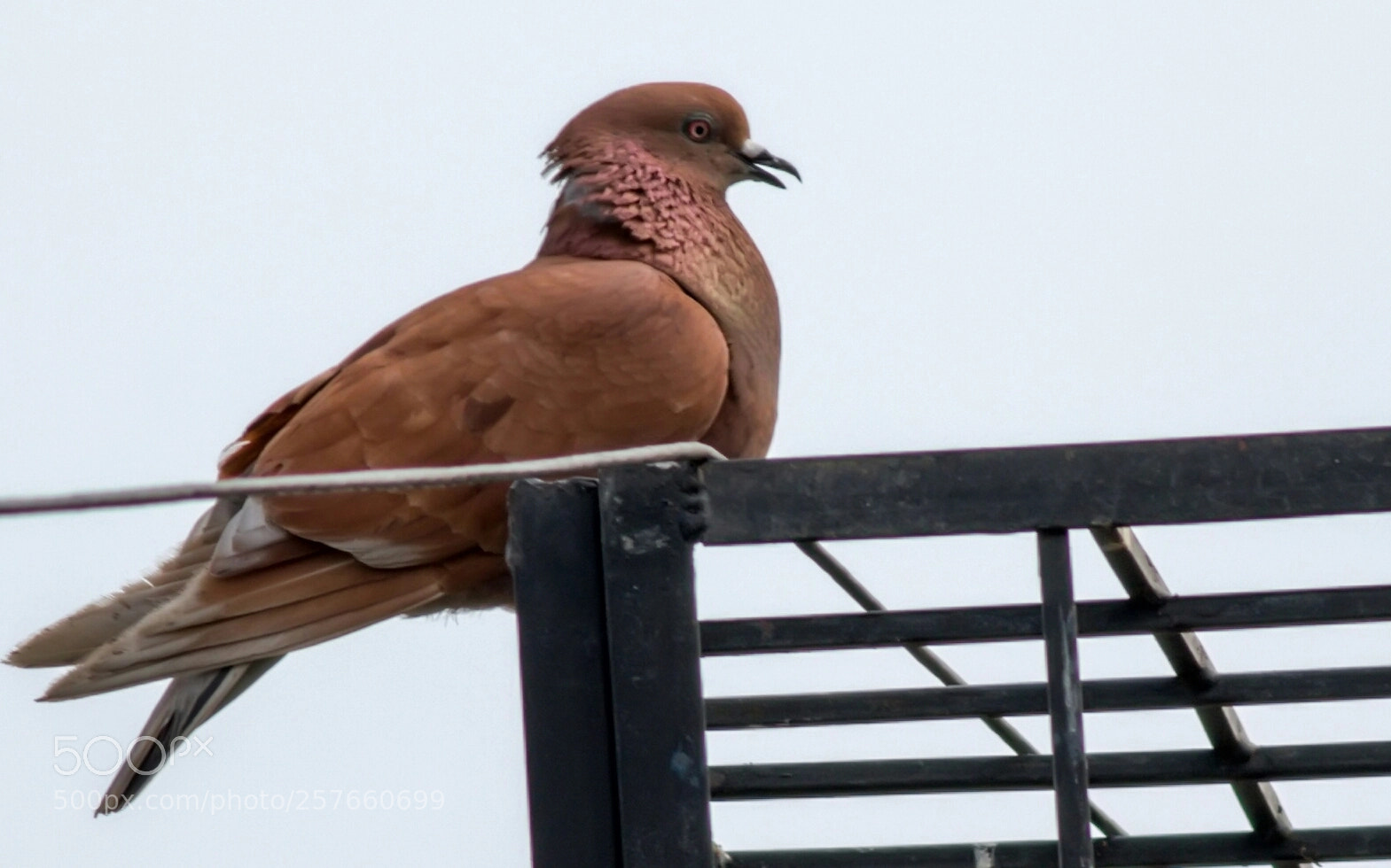 Canon EOS 7D Mark II sample photo. Mourning dove photography