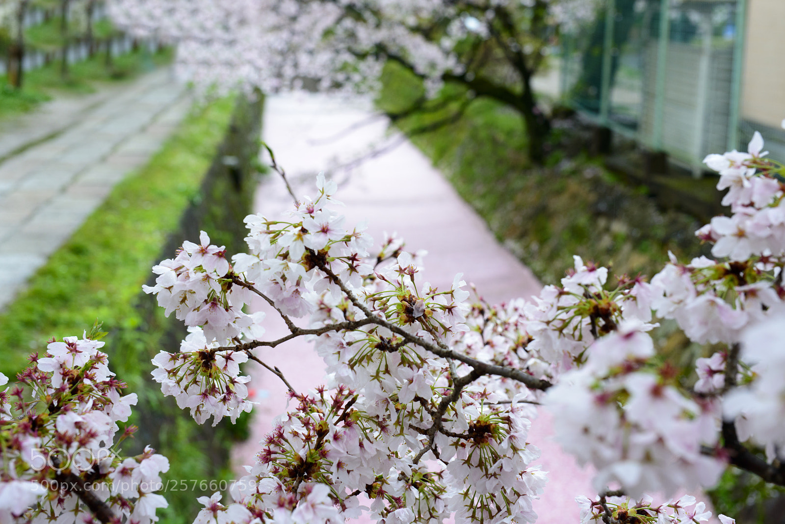Nikon D800 sample photo. Sakura pink river photography