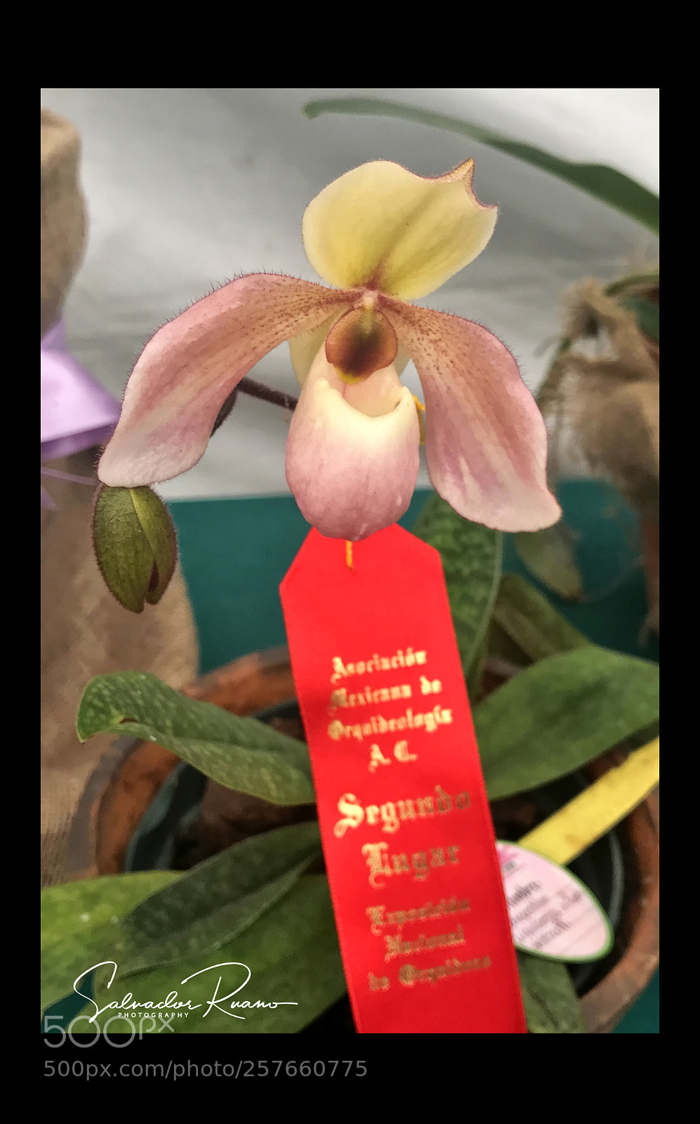 Apple iPhone 7 sample photo. Phapiopedilum photography