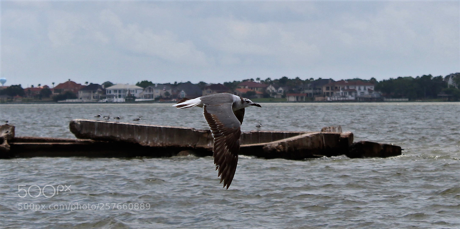 Canon EOS 1300D (EOS Rebel T6 / EOS Kiss X80) sample photo. Bay bird2 photography