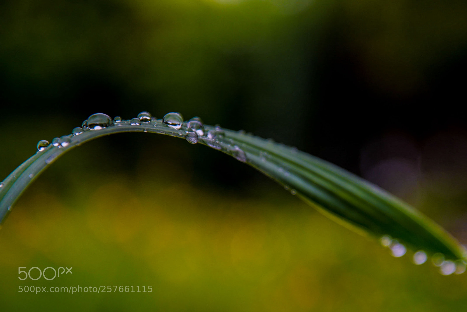 Nikon D750 sample photo. Raindrops on blade grass photography