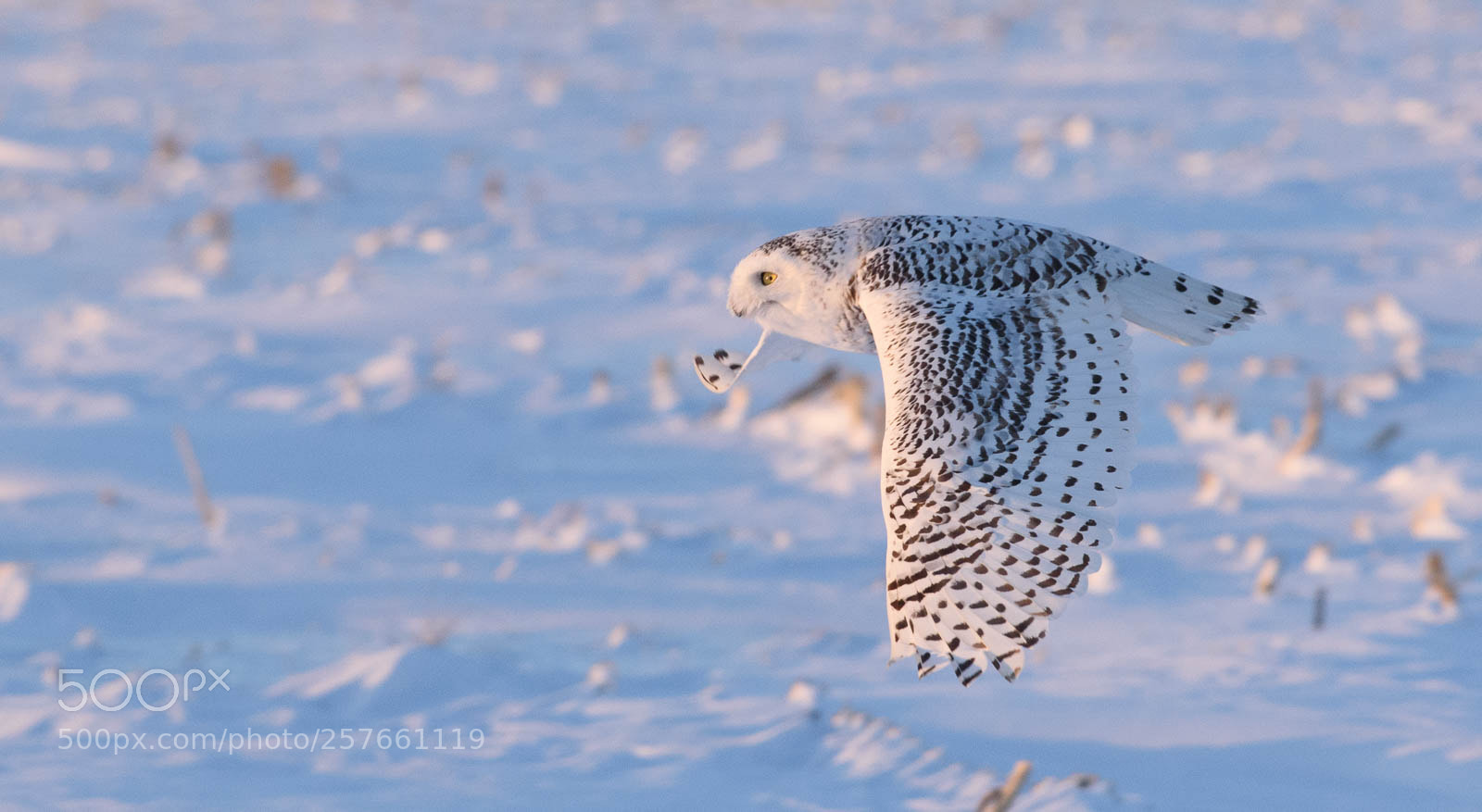 Nikon D750 sample photo. Snowy in flight. photography