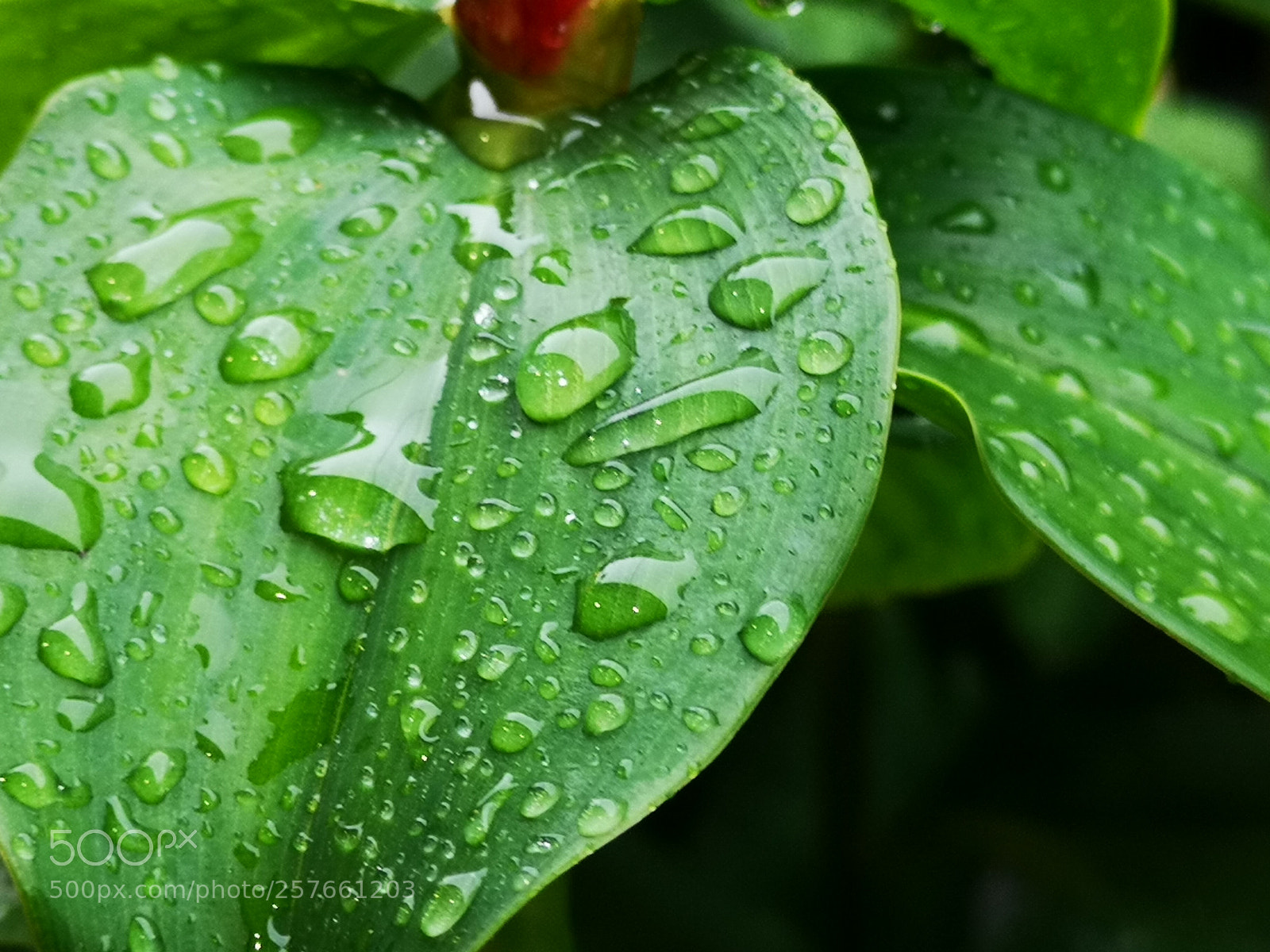 HUAWEI CLT-L29 sample photo. Water droplets photography