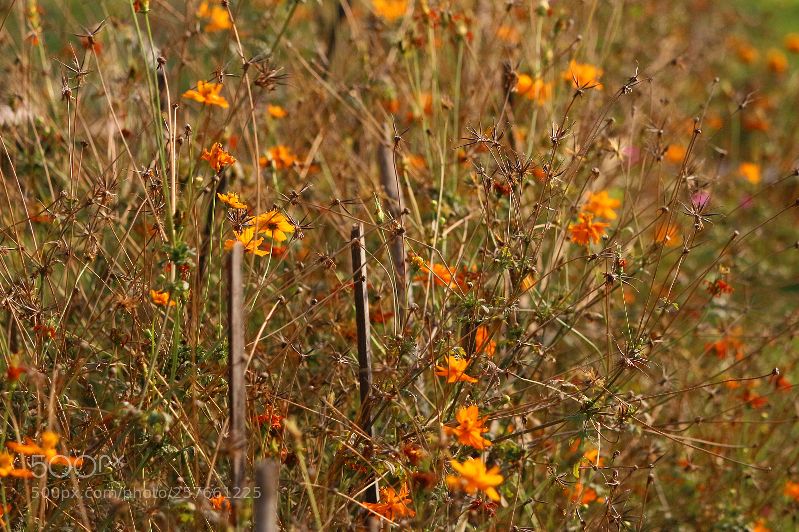 Canon EF-S 55-250mm F4-5.6 IS II sample photo. Dry flower photography