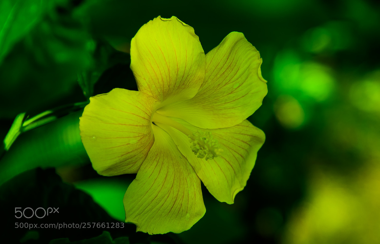 Nikon D810 sample photo. Hibiscus!! photography