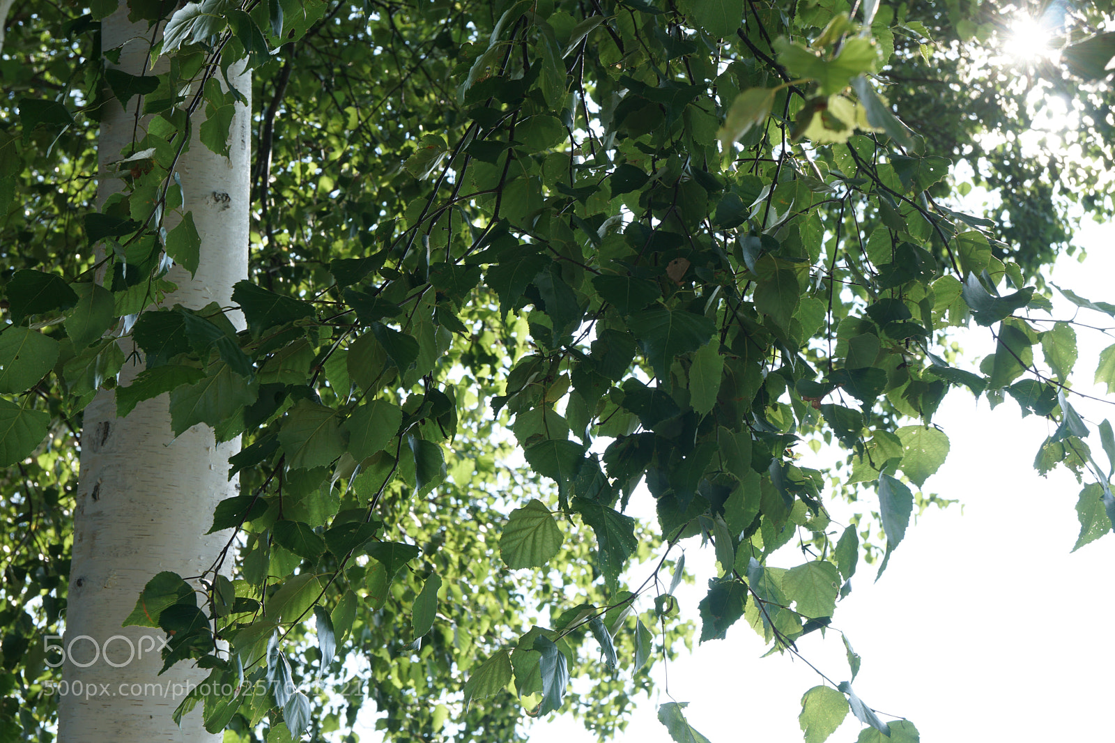 Sony a6300 sample photo. White birch and leafs photography