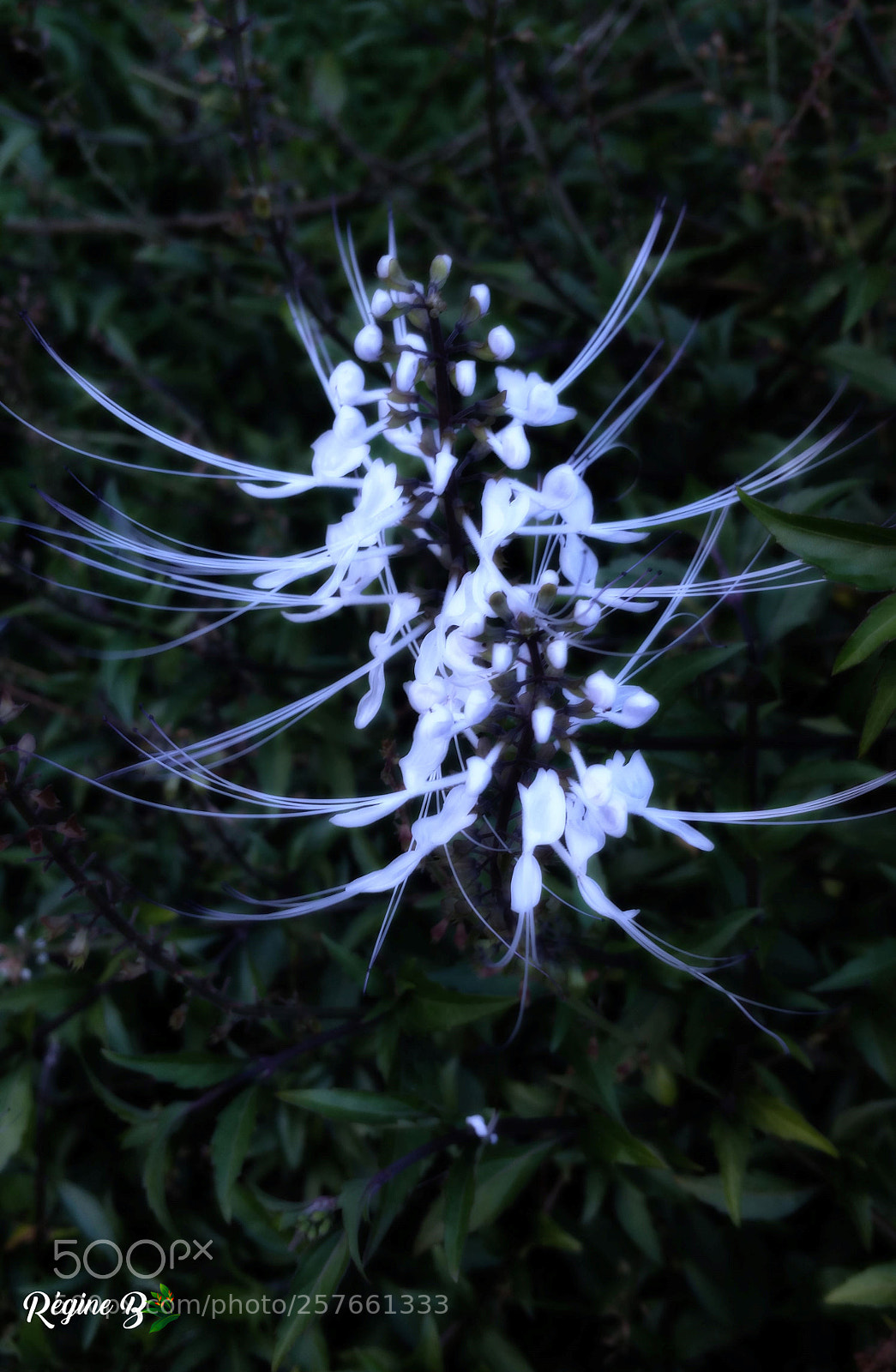 Samsung Galaxy Note4 sample photo. Mysterious flower photography