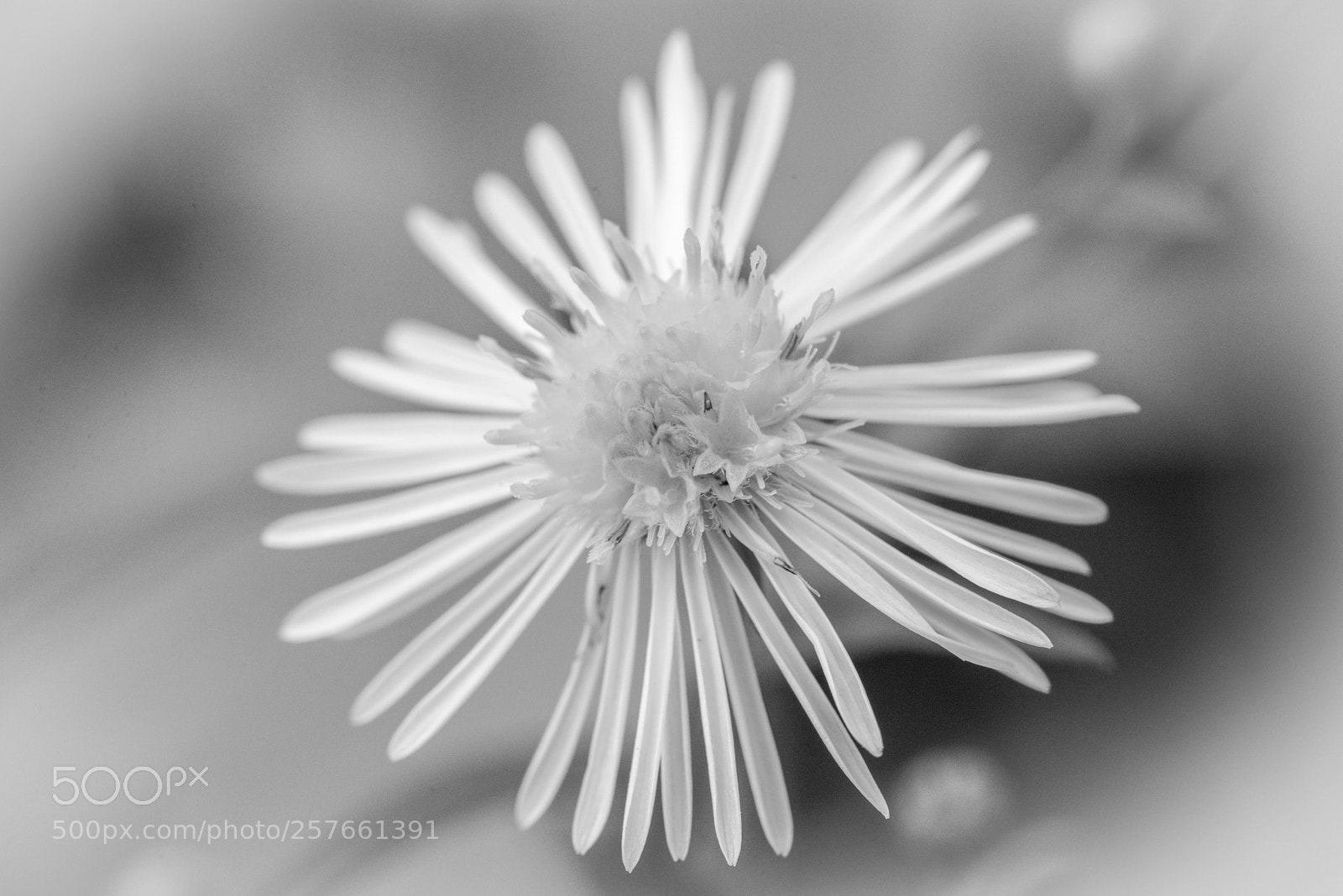 Nikon D600 sample photo. Petals b&w photography