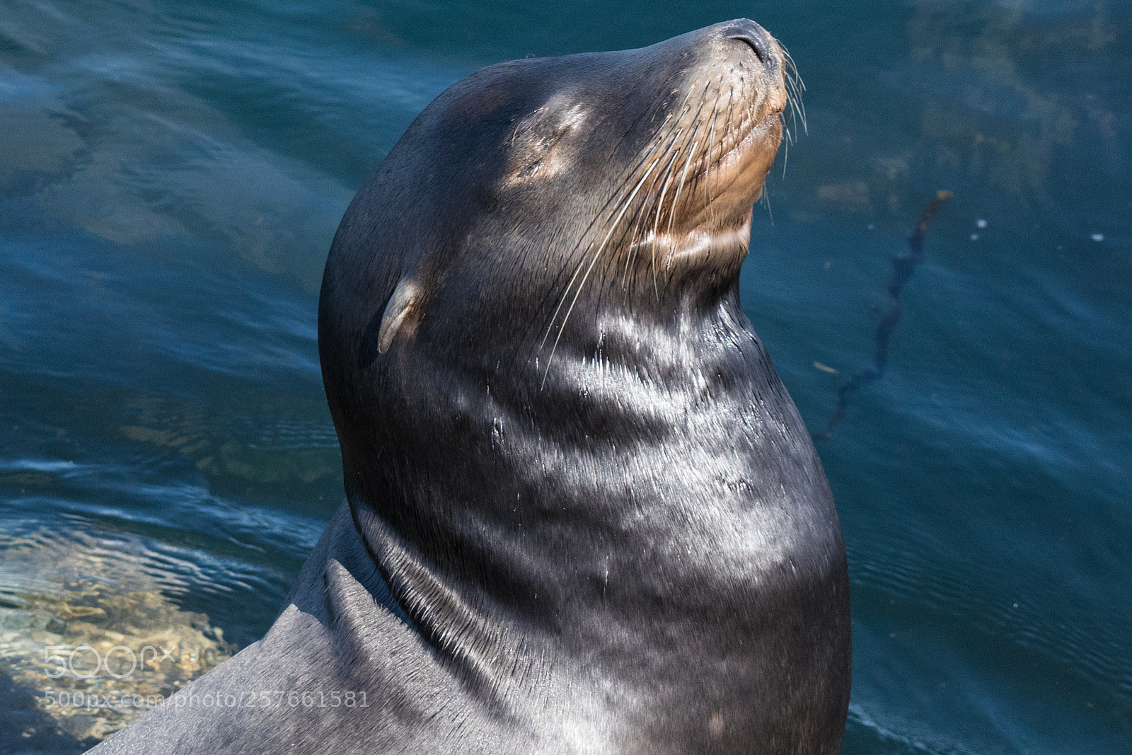 Nikon D3300 sample photo. Sophisticated sea lion photography