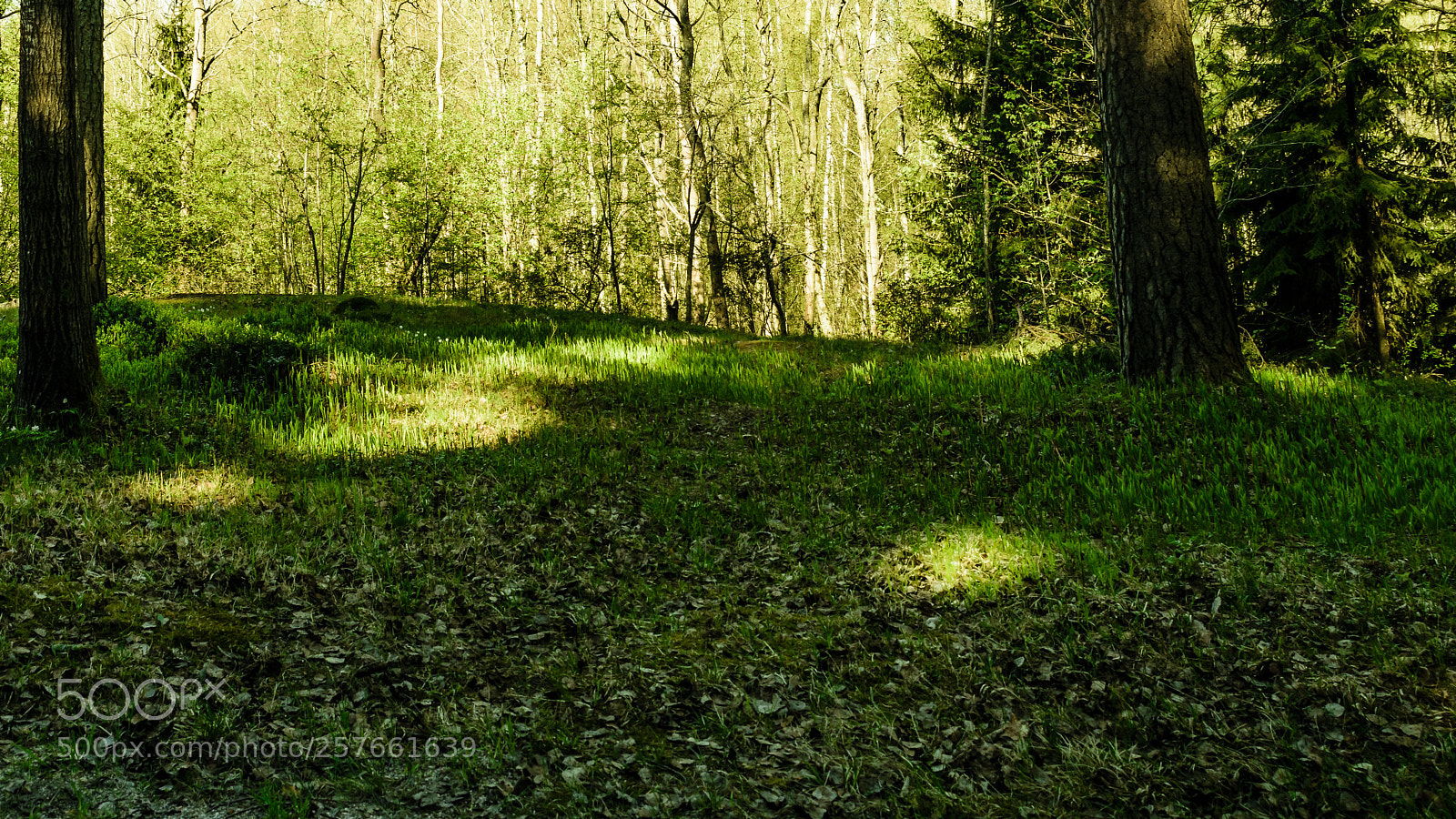 Nikon D3400 sample photo. The forest lane photography