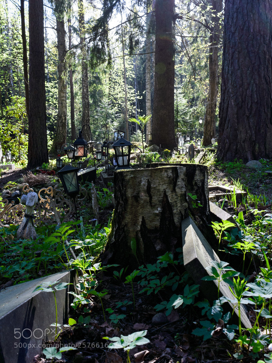 Nikon D3400 sample photo. Tiny piece of life photography